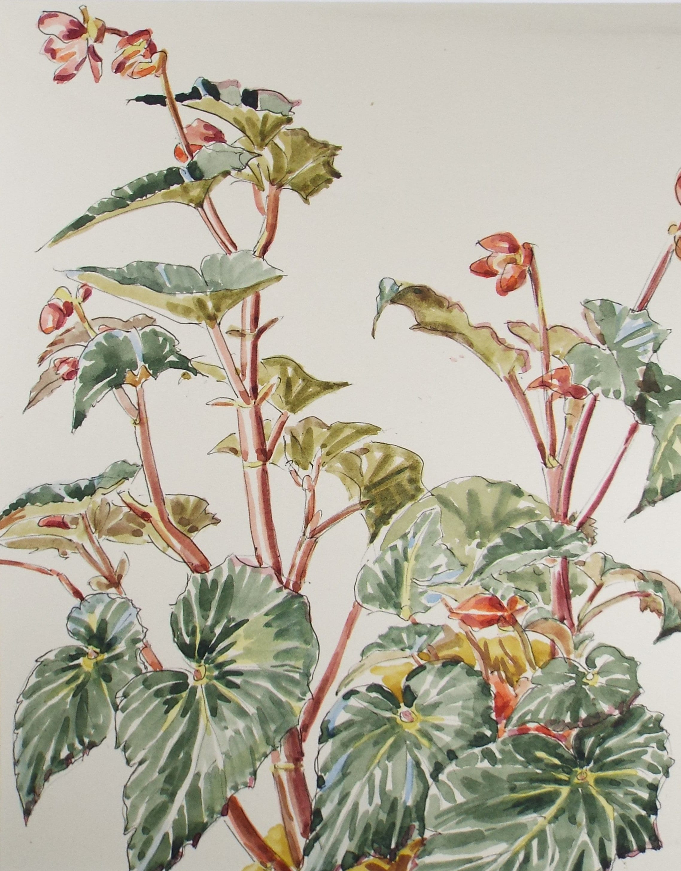 Original Watercolour, 'House Plant Study', George Godfrey, circa 1970's