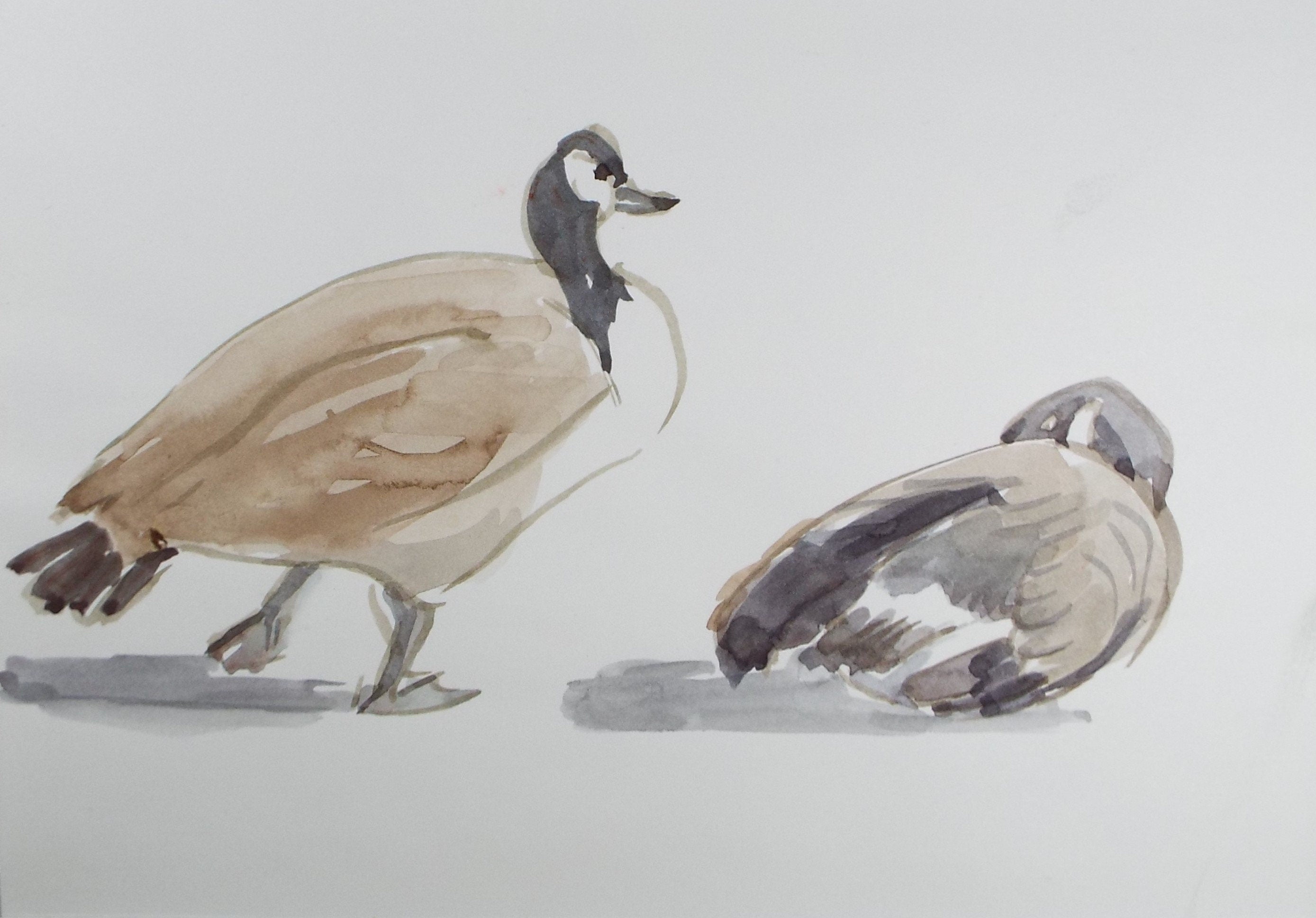 Original Watercolour, 'Study Canada Geese', George Godfrey, circa 1970's