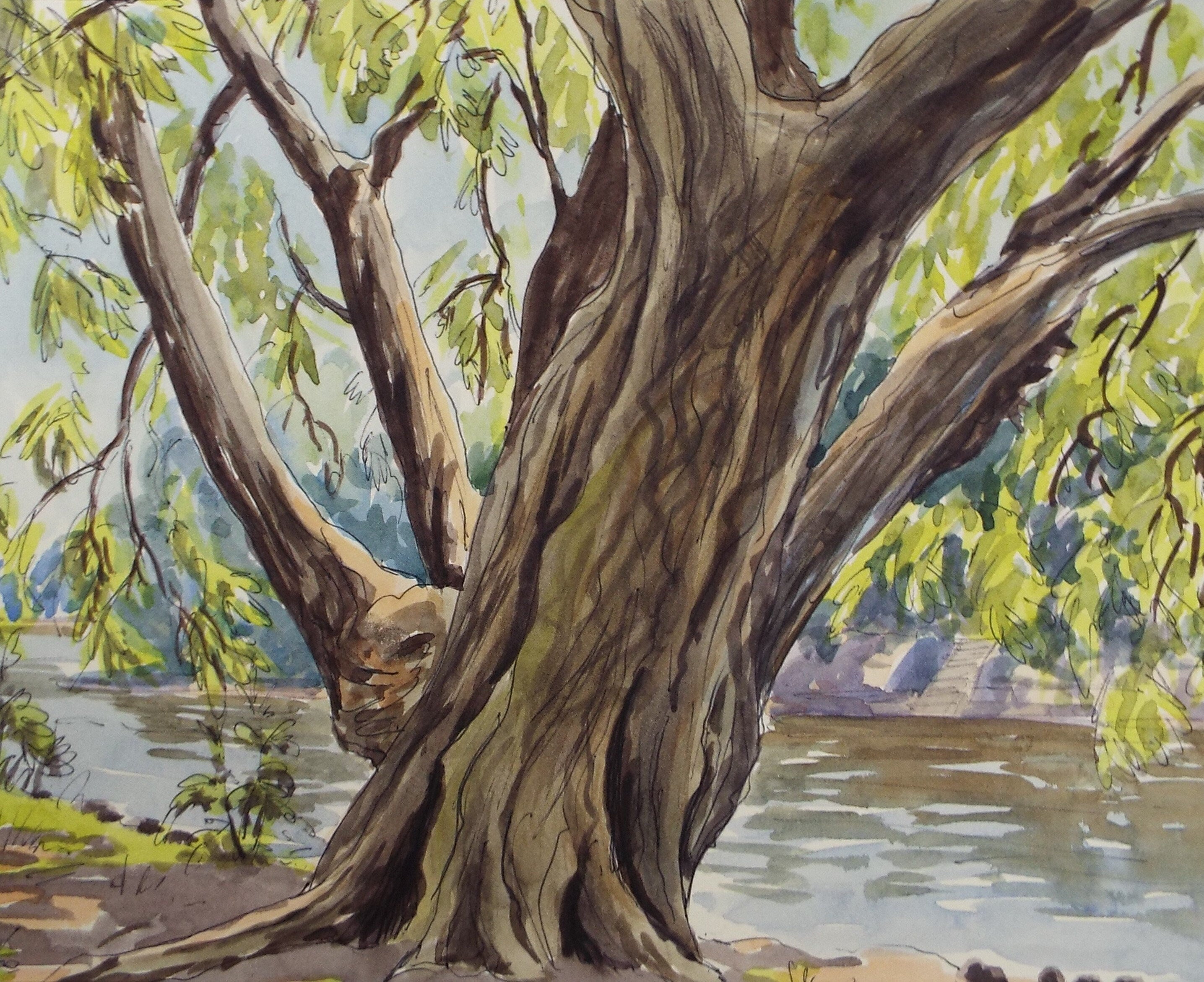 Original Watercolour, 'A Study of Willows', George Godfrey, circa 1960's