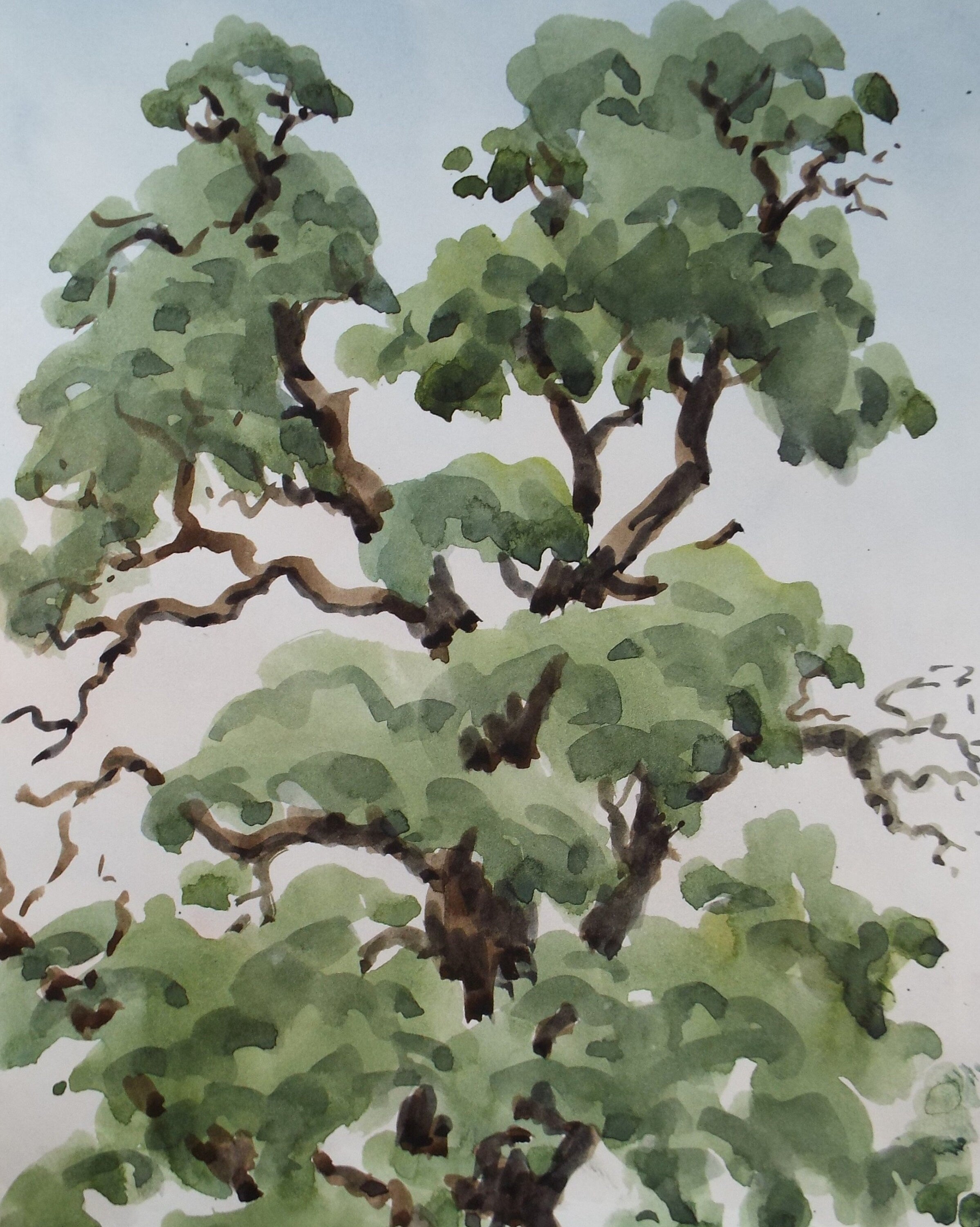 Original Watercolour, 'Kew - Tree Study', George Godfrey, circa 1970's