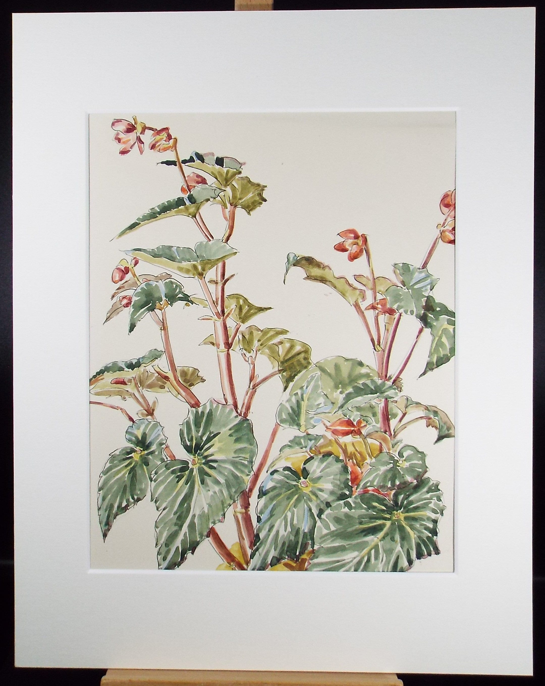 Original Watercolour, 'House Plant Study', George Godfrey, circa 1970's