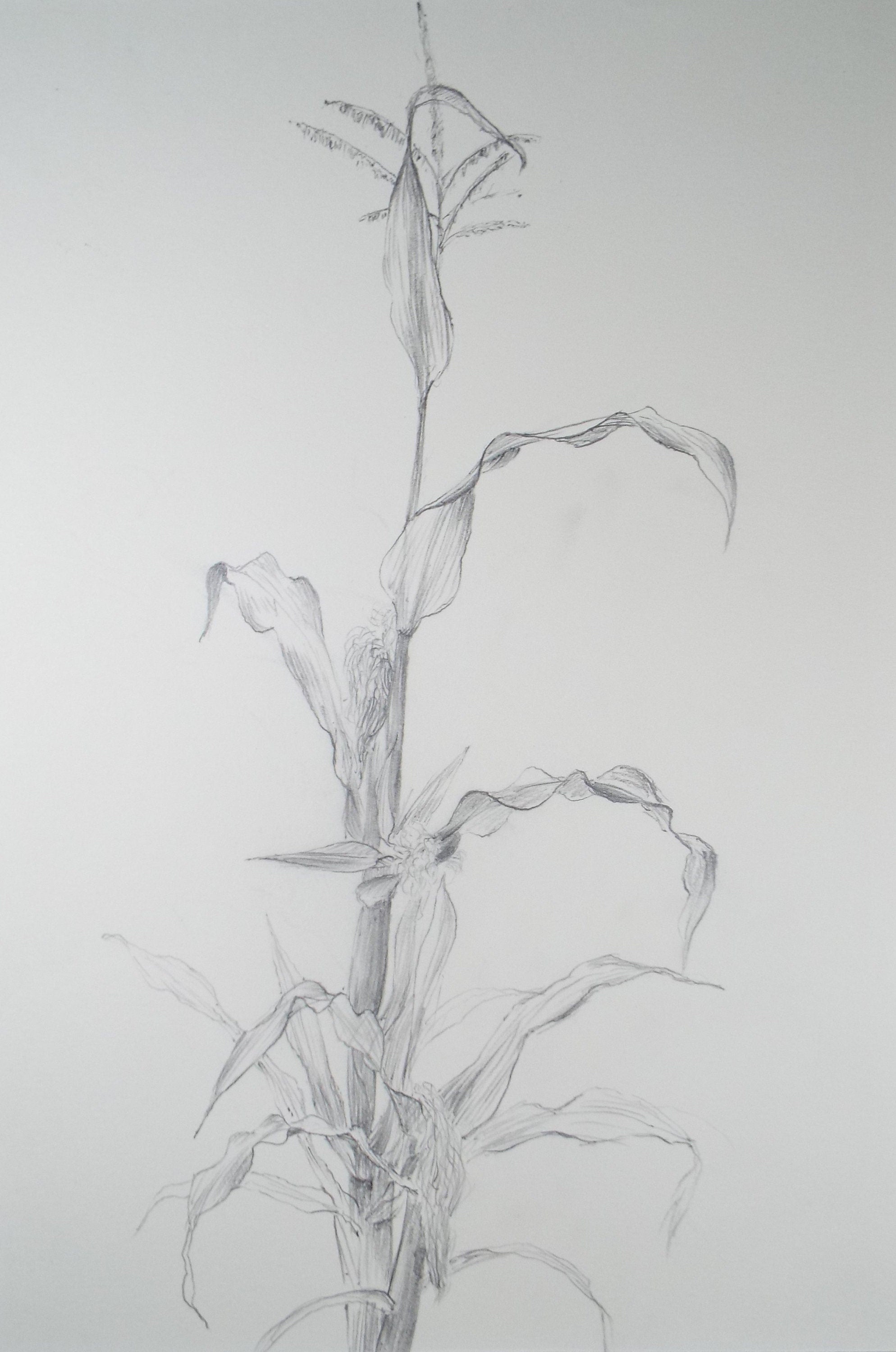 Original Pencil drawing 'Study of Corn', Leslie Duxbury ARCA (1921-2001), Circa 1970's