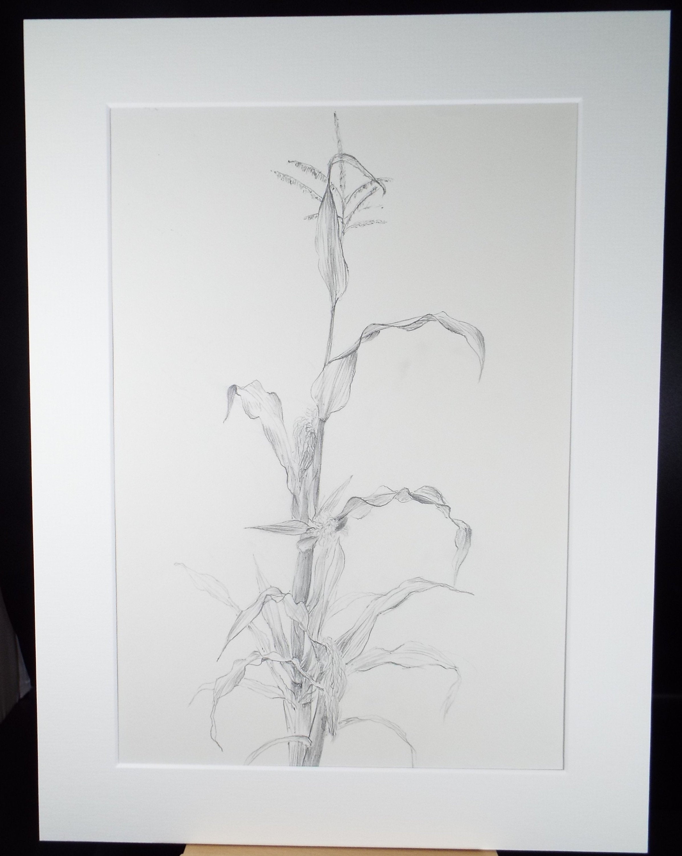 Original Pencil drawing 'Study of Corn', Leslie Duxbury ARCA (1921-2001), Circa 1970's