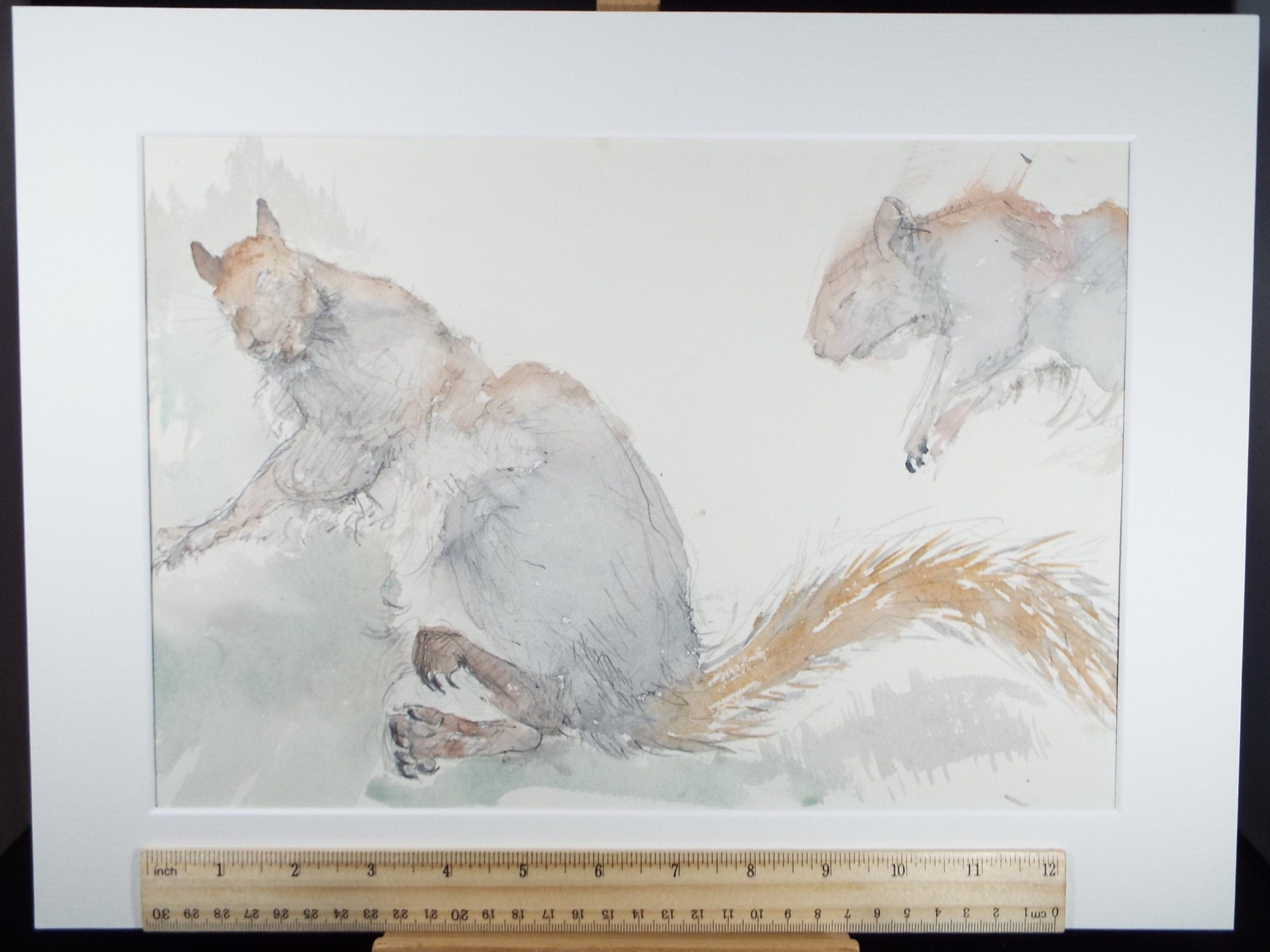 Original Watercolour on Paper, 'Study of Grey Squirrels', Leslie Duxbury ARCA (1921-2001), Circa 1950's