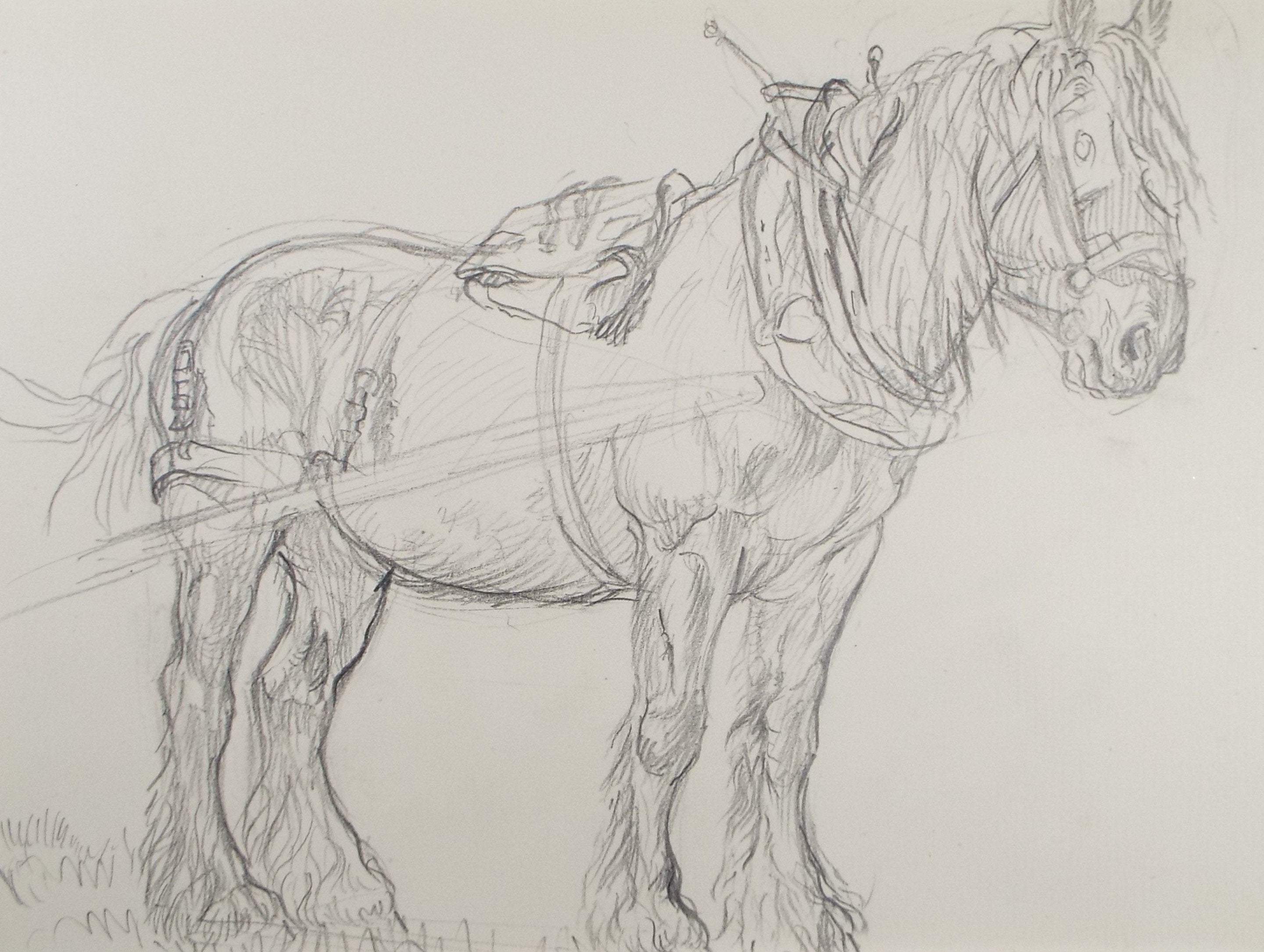 Original Pencil Sketch,'Study of a Heavy horse', Helen Collins (1921-1990), circa 1938/9