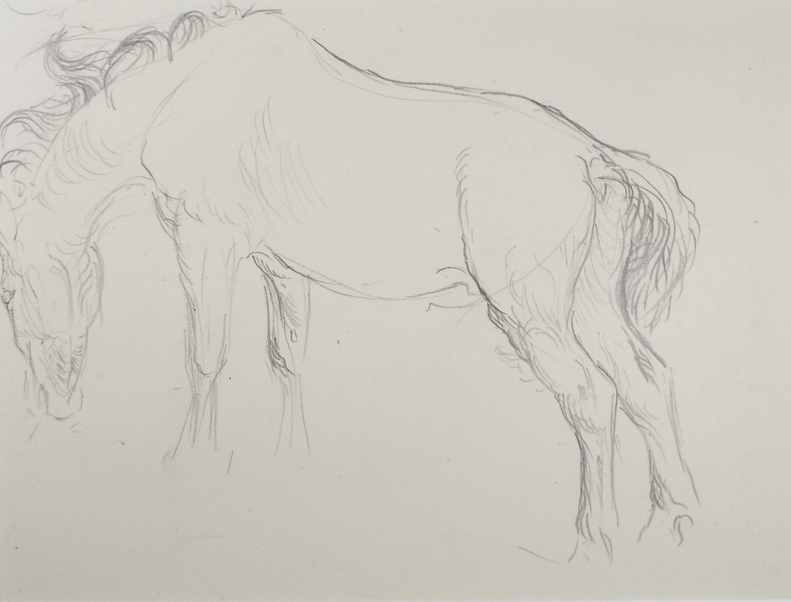 Original Pencil Sketch,'Study of a Heavy horse', Helen Collins (1921-1990), circa 1938/9