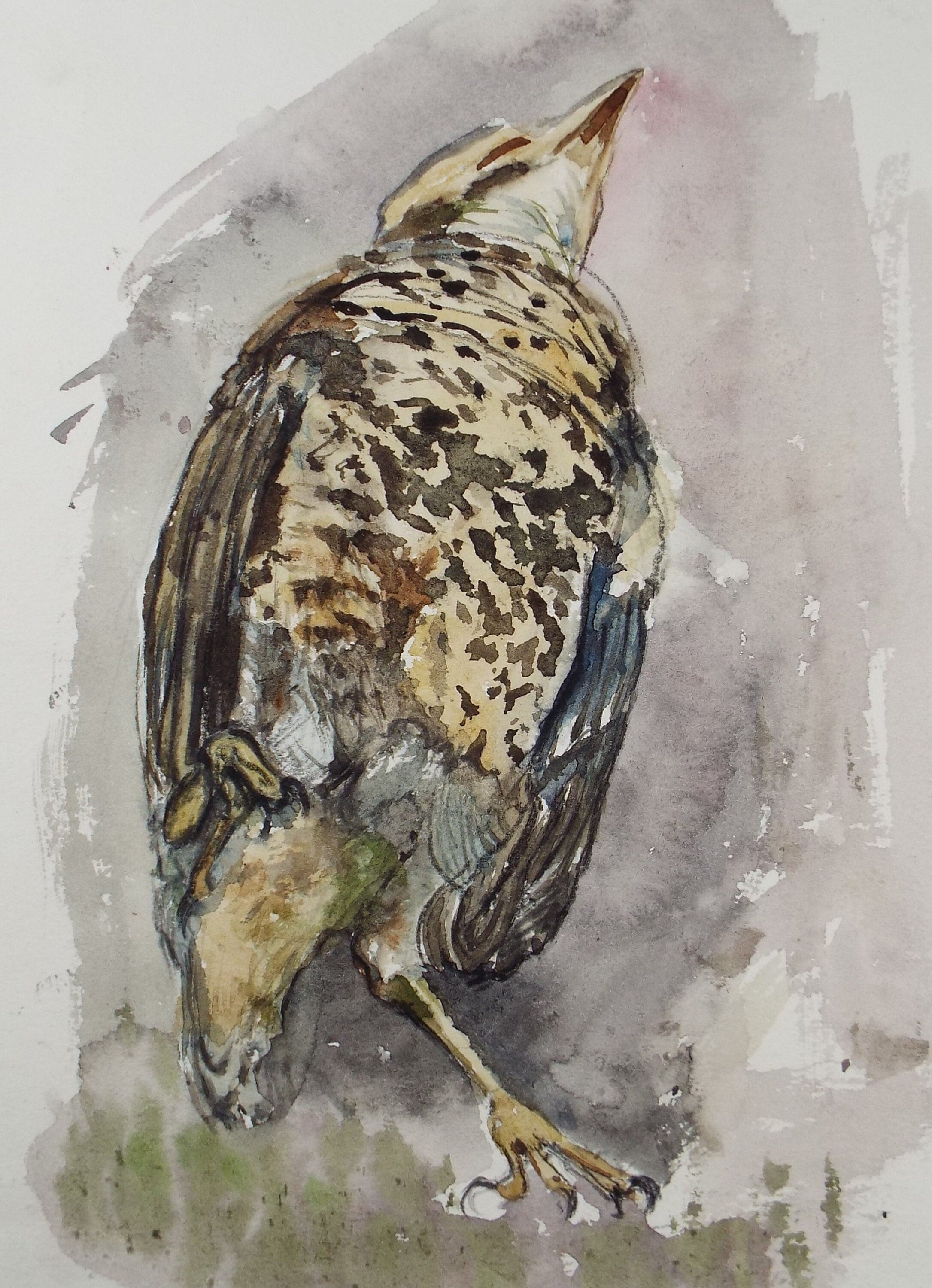 Original Watercolour on Paper, 'Study of a Bittern', Leslie Duxbury ARCA (1921-2001), Circa 1950's