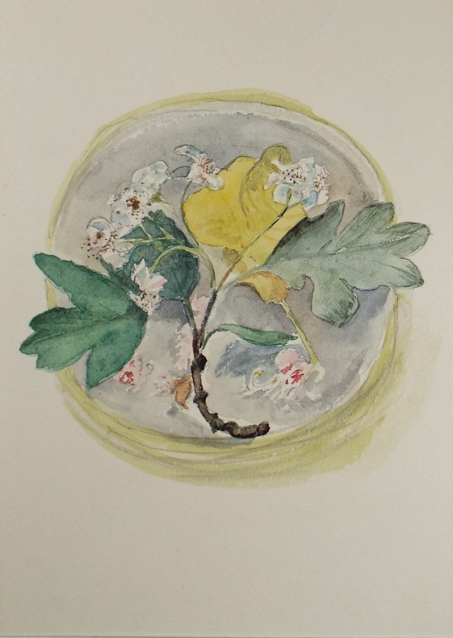Original watercolour 'A Study of Blossom', Unknown artist, Circa 1950's