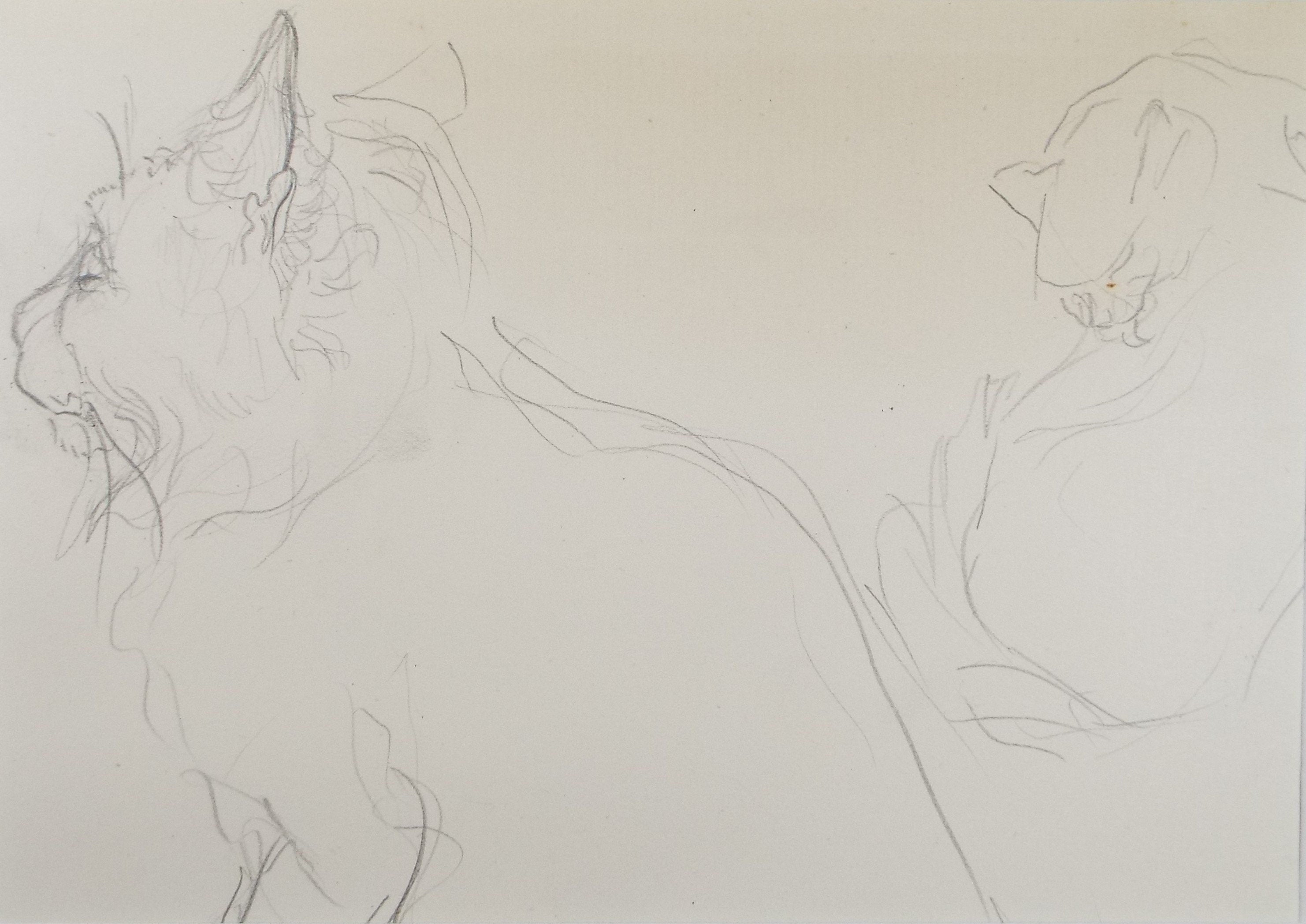 Original Pencil Sketch,'Study of a Cat', Helen Collins (1921-1990), circa 1938/9