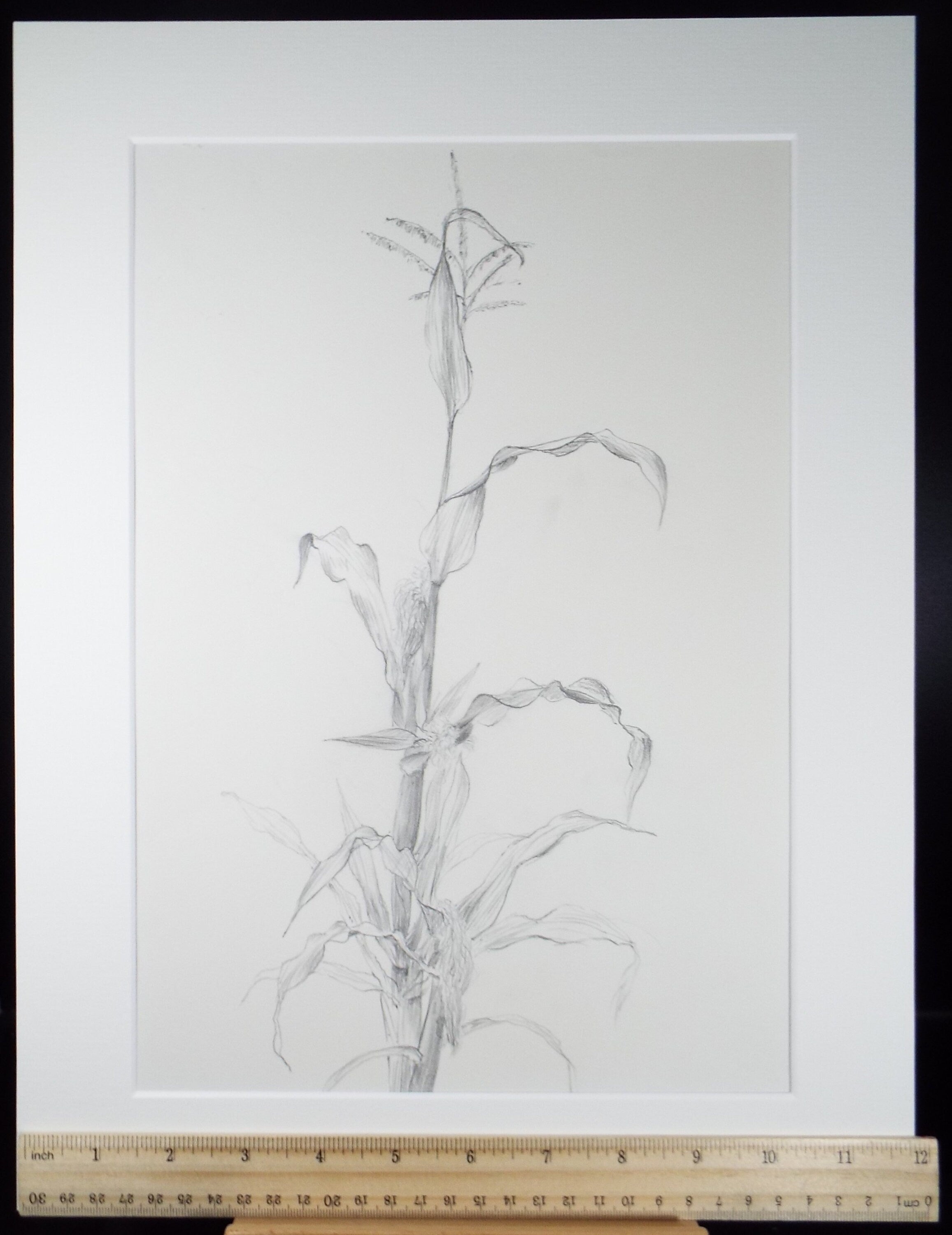 Original Pencil drawing 'Study of Corn', Leslie Duxbury ARCA (1921-2001), Circa 1970's
