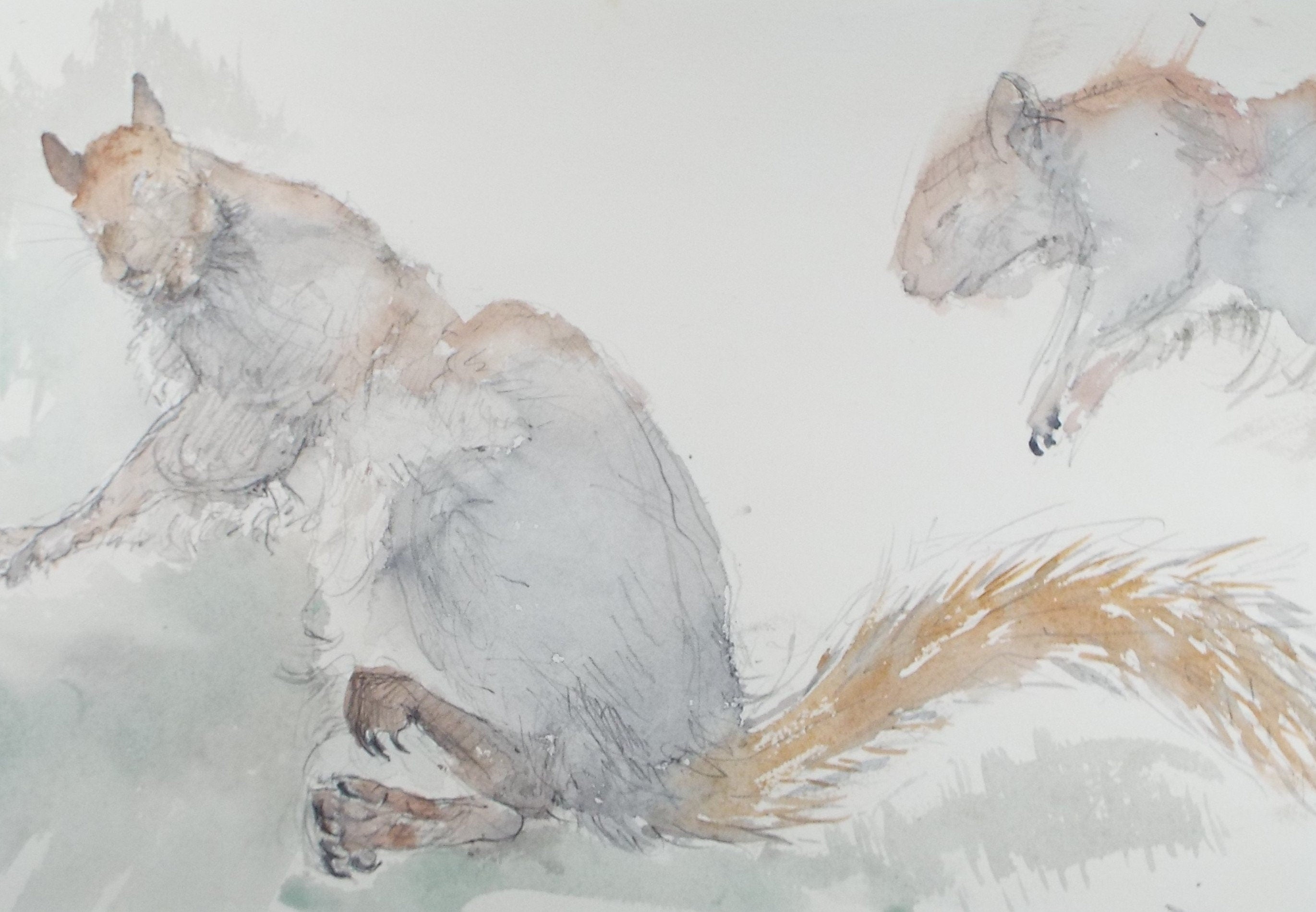 Original Watercolour on Paper, 'Study of Grey Squirrels', Leslie Duxbury ARCA (1921-2001), Circa 1950's