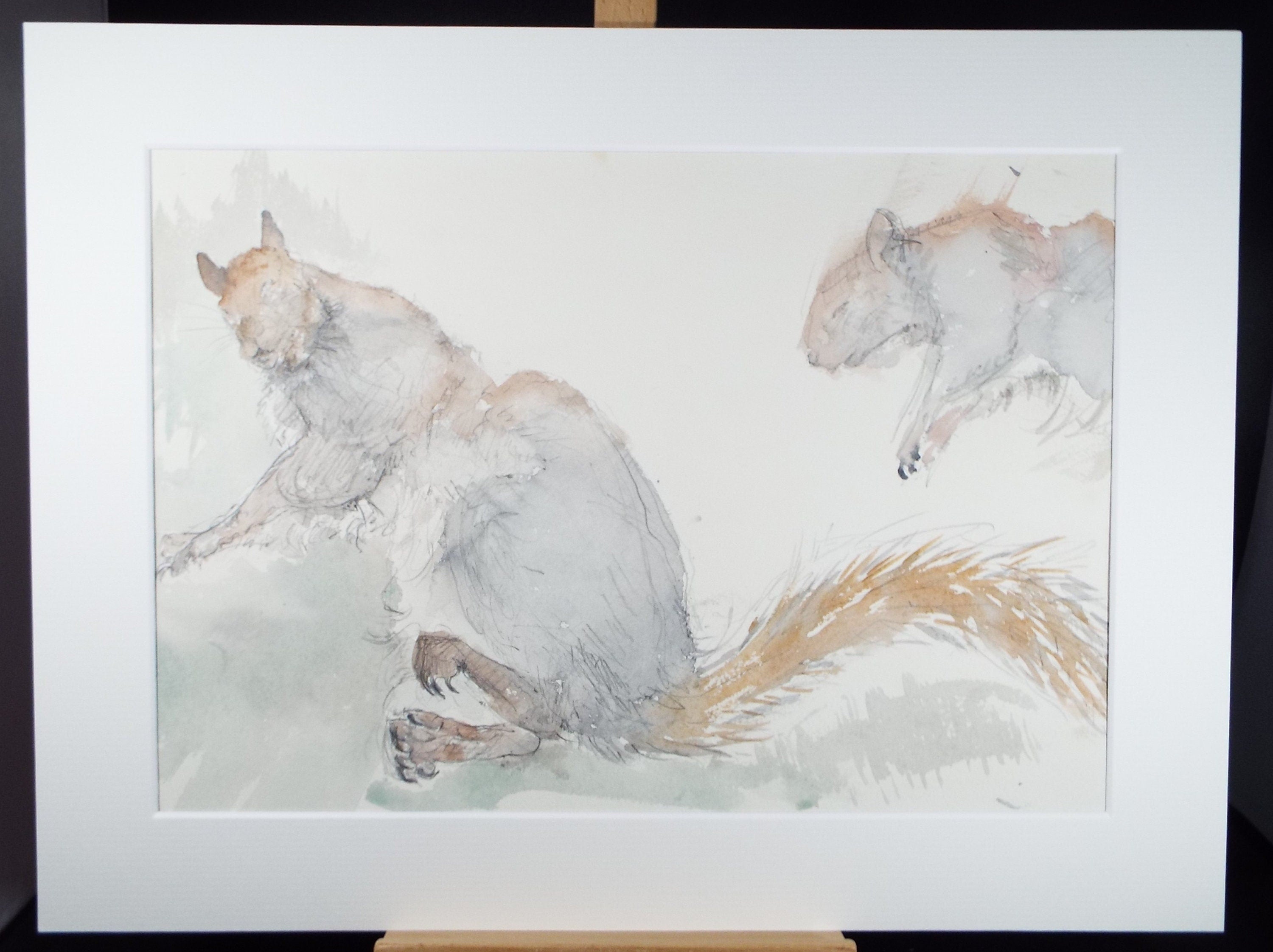 Original Watercolour on Paper, 'Study of Grey Squirrels', Leslie Duxbury ARCA (1921-2001), Circa 1950's