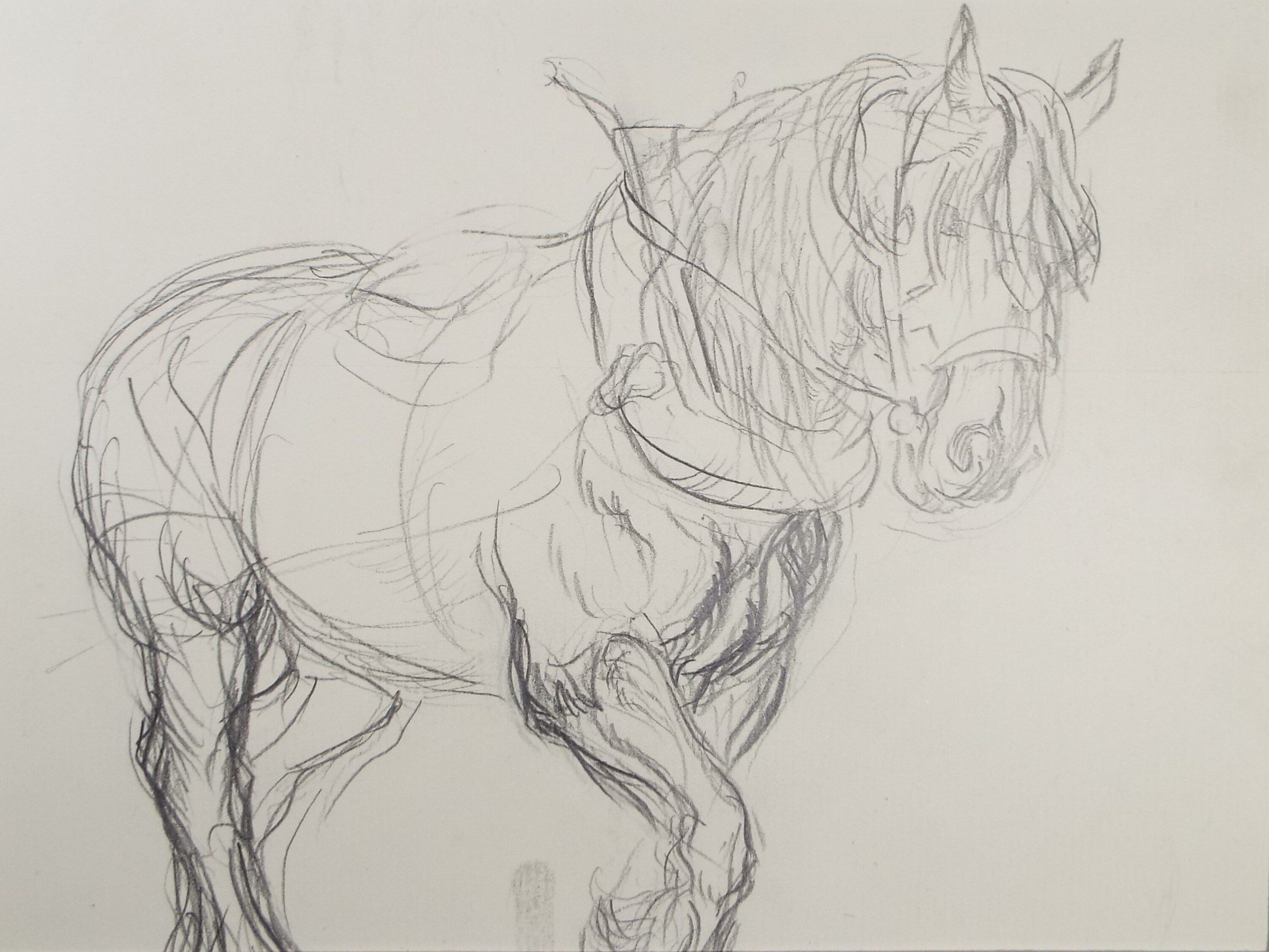 Original Pencil Sketch,'Study of a Heavy horse', Helen Collins (1921-1990), circa 1938/9