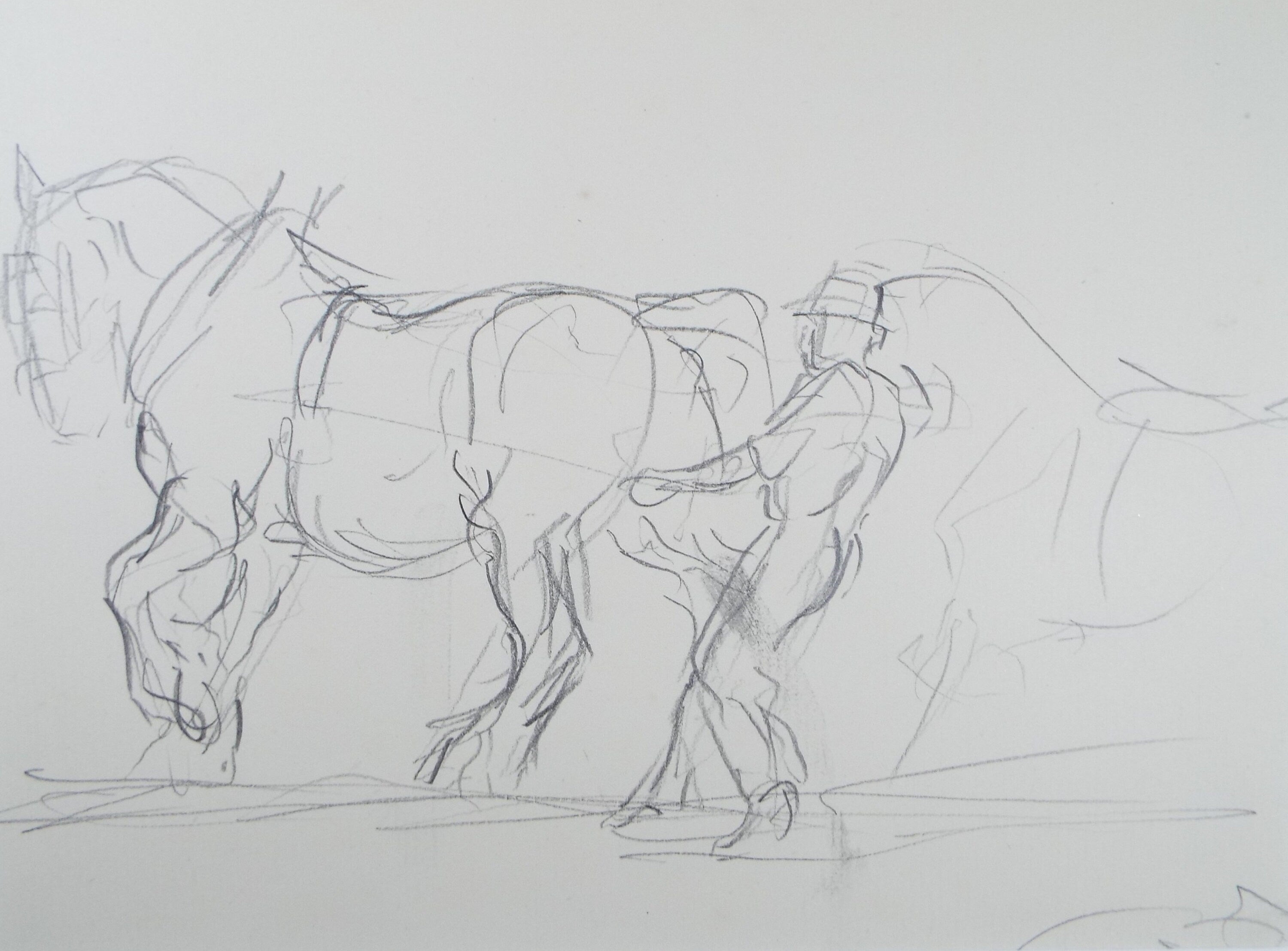 Original Pencil Sketch,'Study of a Heavy horse', Helen Collins (1921-1990), circa 1938/9