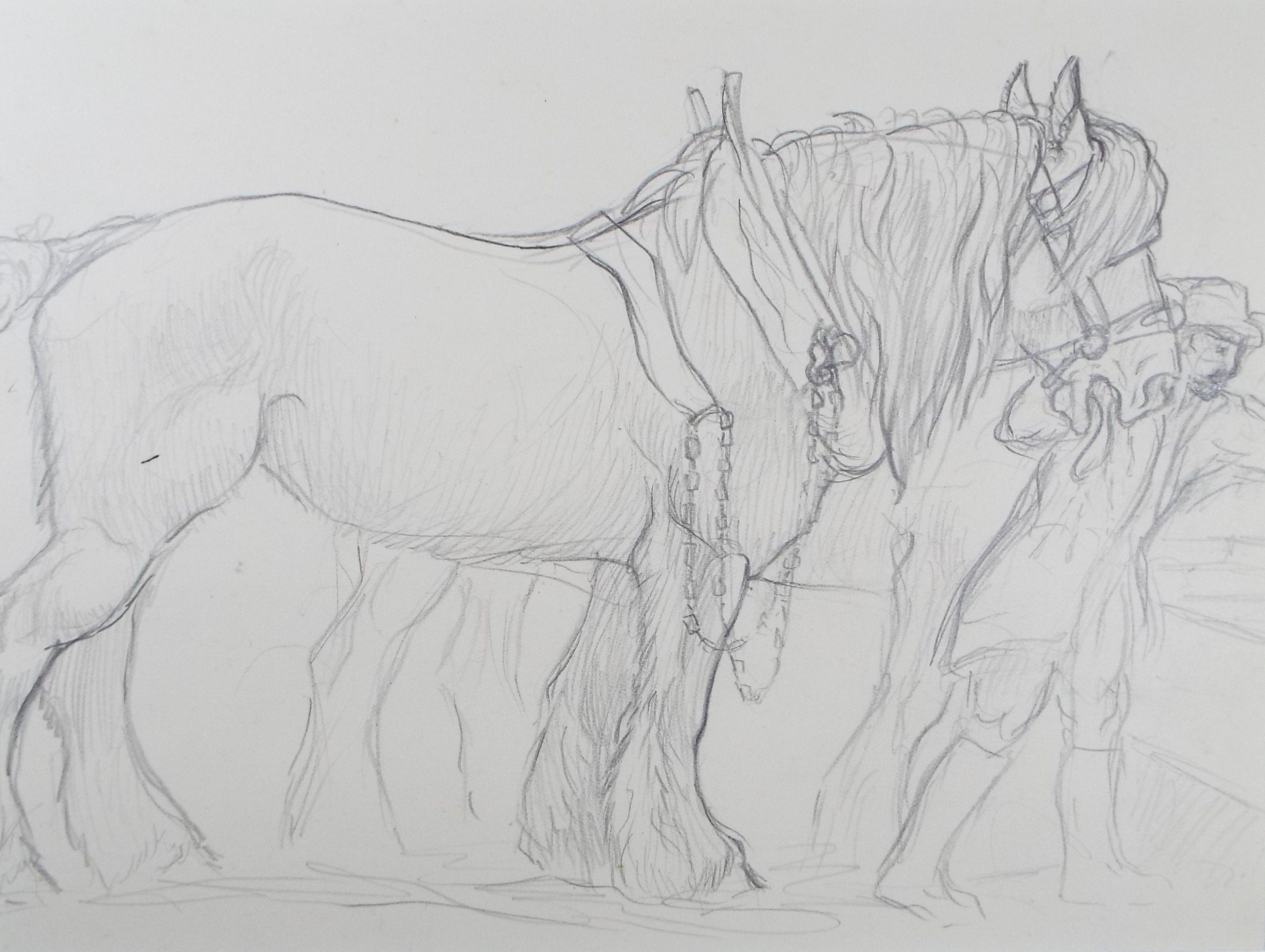 Original Pencil Sketch,'Study of a Heavy horse', Helen Collins (1921-1990), circa 1938/9