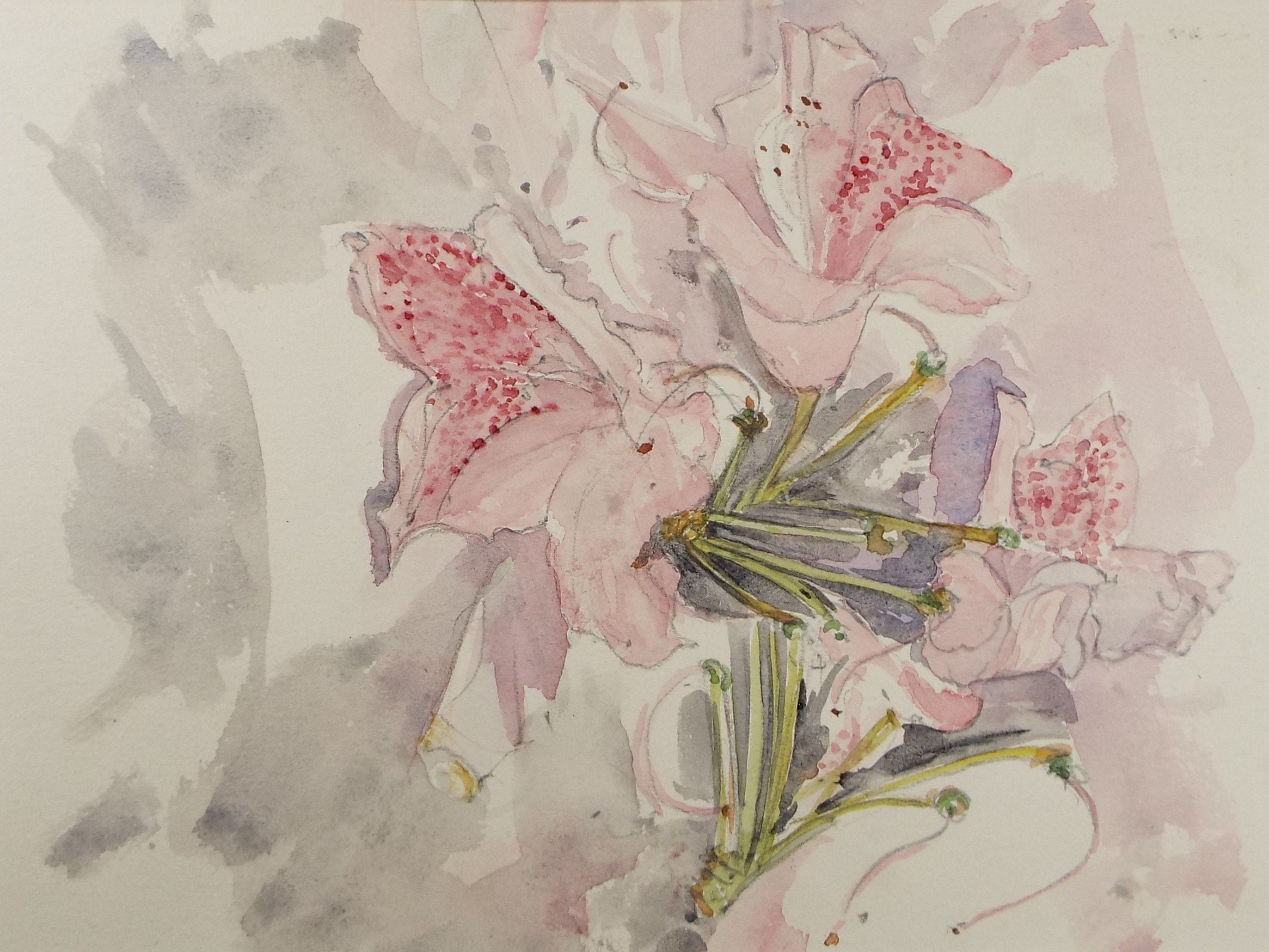 Original Watercolour on Paper, Lily Study', Leslie Duxbury ARCA (1921-2001), Circa 1950's