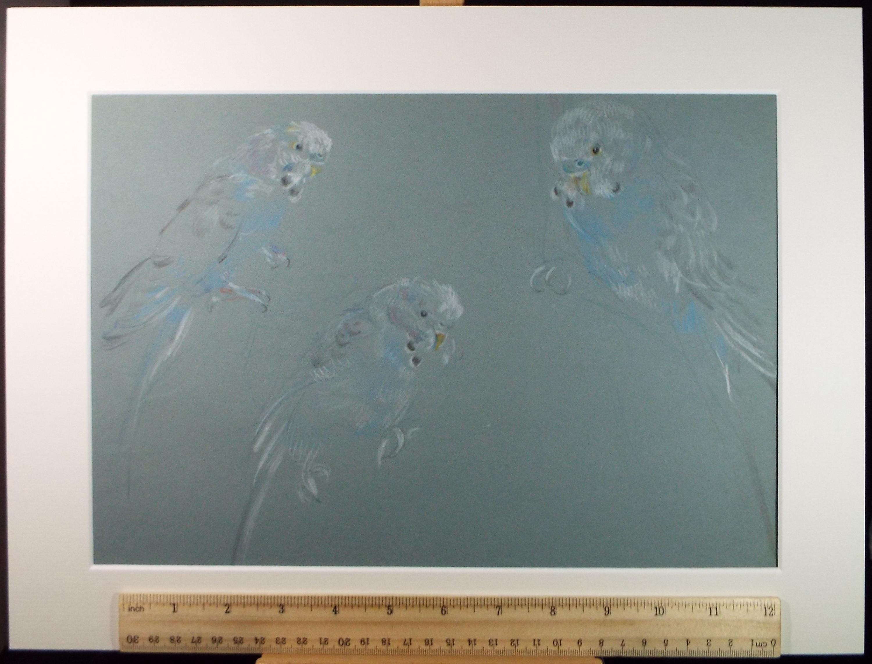 Original Pastel Drawing, 'Blue Budgerigars', c1950s, Athene Andrade (1908-1973)