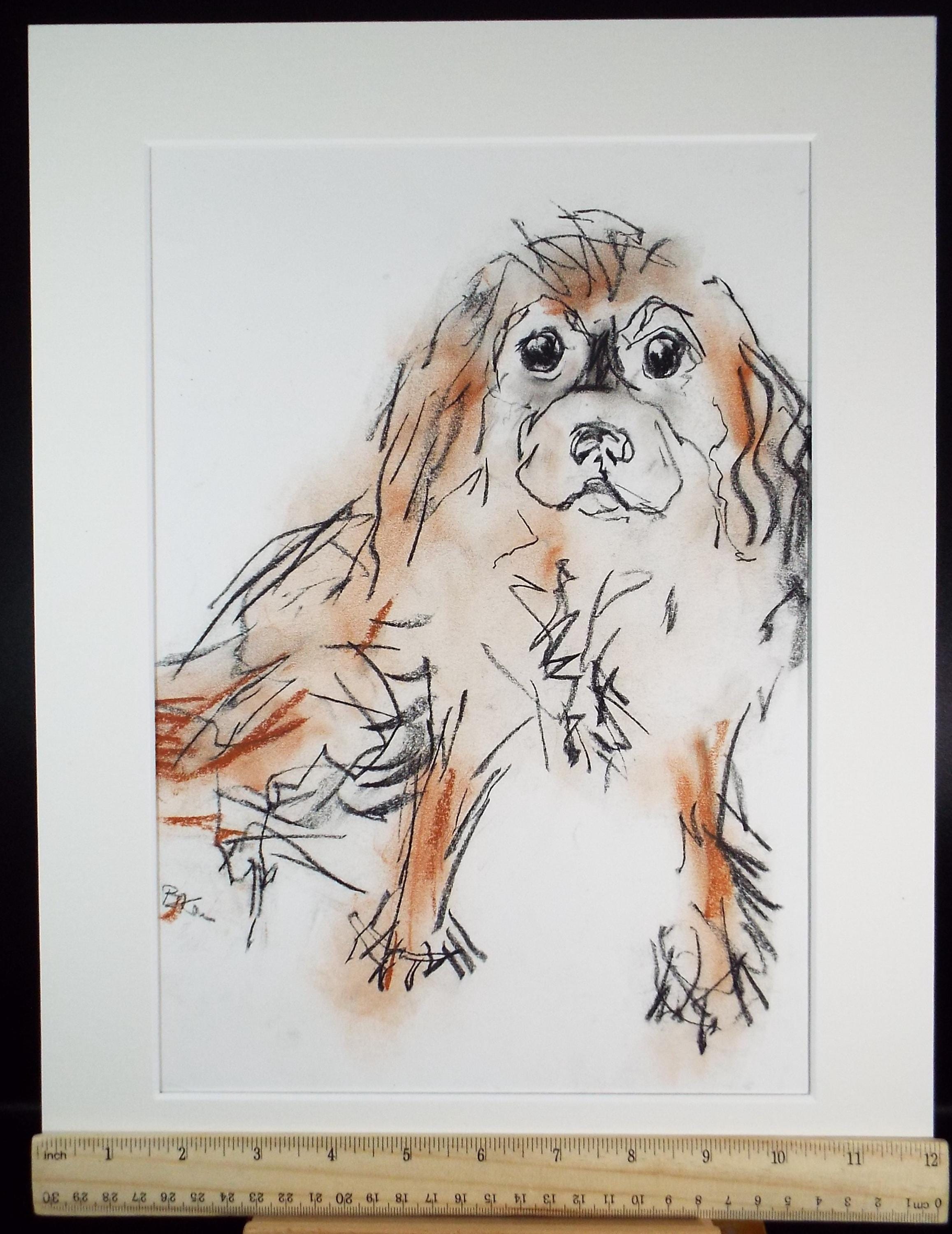 Barbara Karn (b1949) Original Charcoal/Conte Drawing ,'King Charles Spaniel', Circa 2000