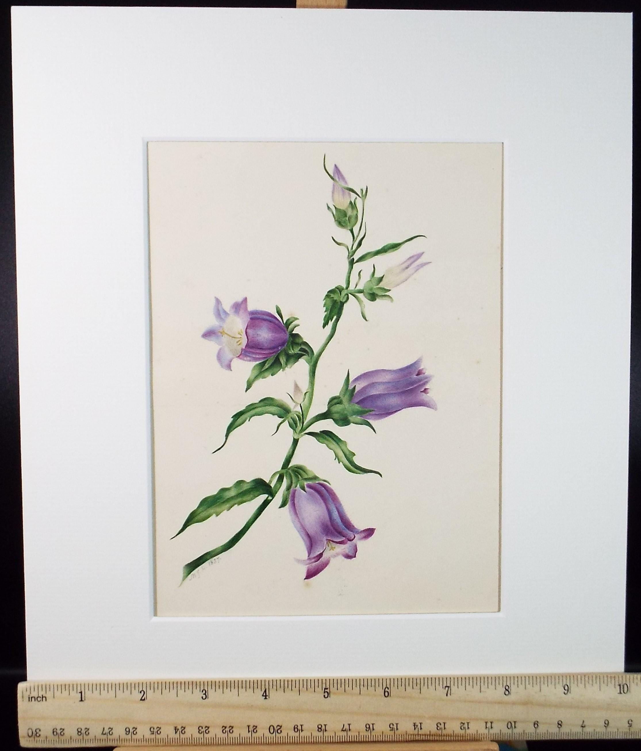 Original Watercolour, 'Harebells', circa 1880's, artist Unknown