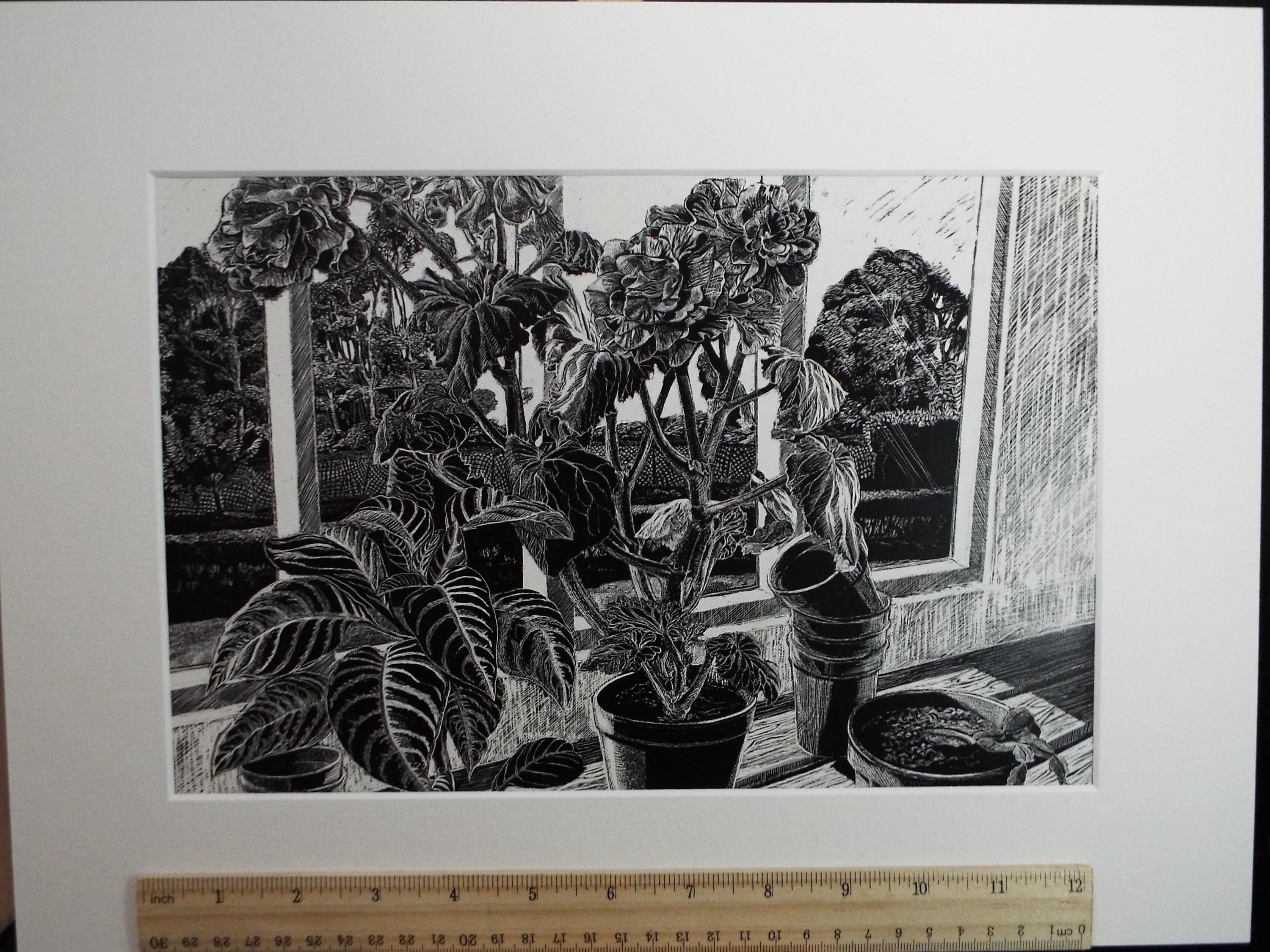 Original Scraperboard drawing, 'Pelargoniums on the Window Cill', Lorraine Abraham RSMA (1941-2023), Circa 1990's