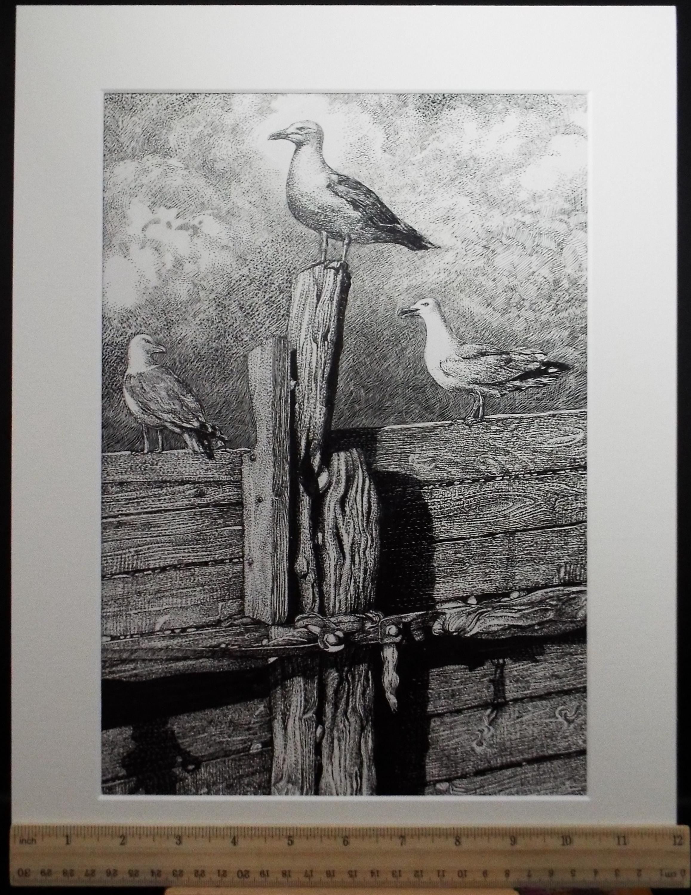 Original Scraperboard & ink drawing, 'Trio of Herring Gulls', Lorraine Abraham RSMA (1941-2023), Circa 1990's