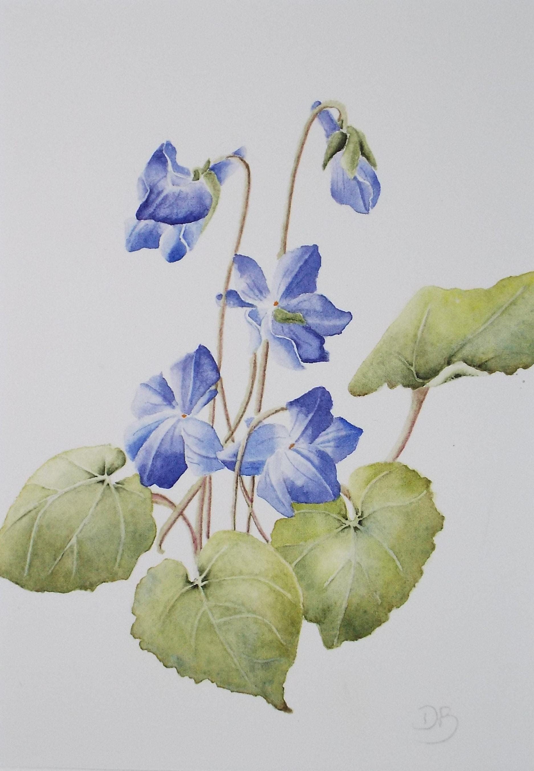 Original Watercolour, 'Violets', Circa 1990's, Diane Bowley (20th Century, British)