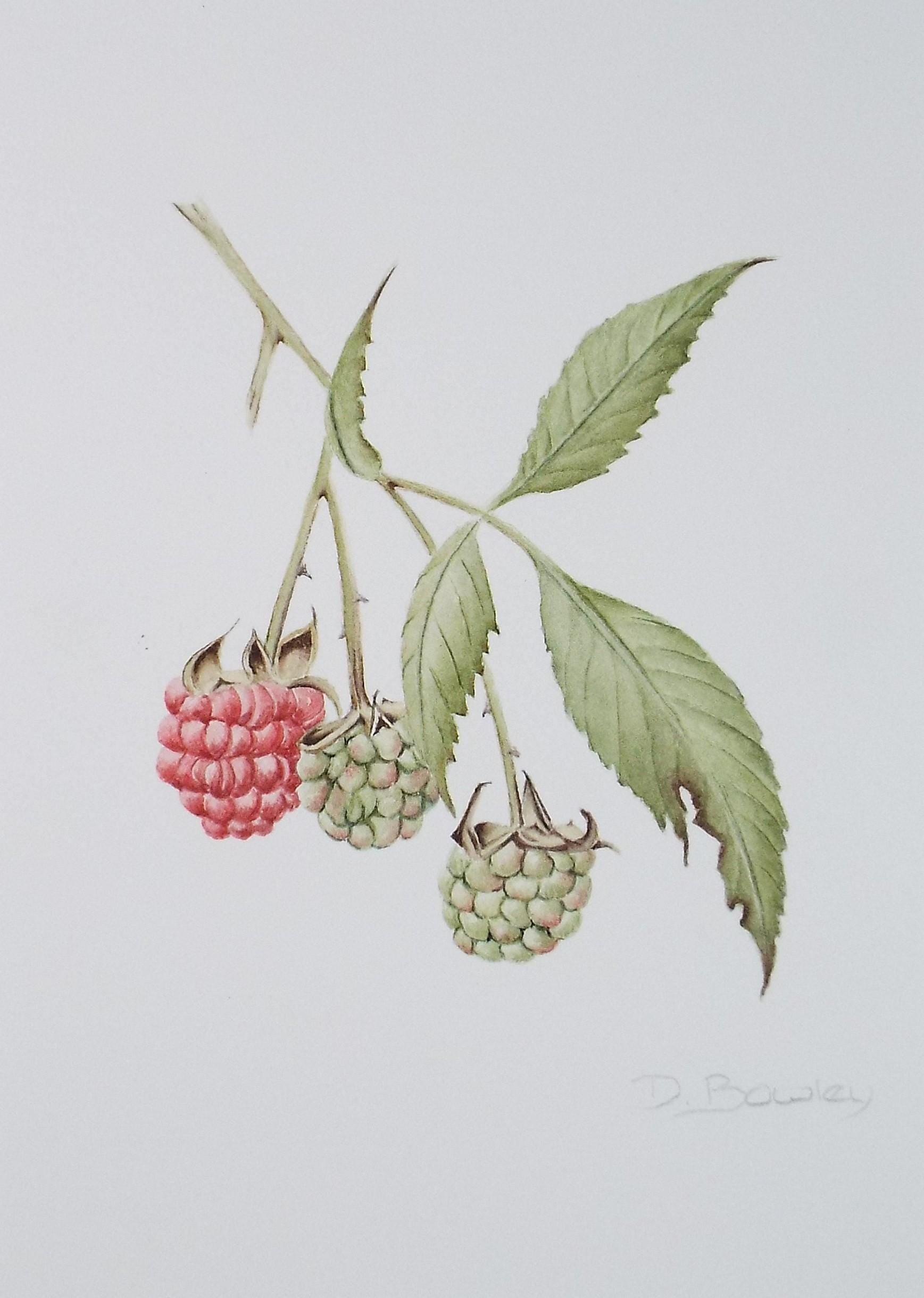 Original Watercolour, 'Raspberries', Circa 1990's, Diane Bowley (20th Century, British)