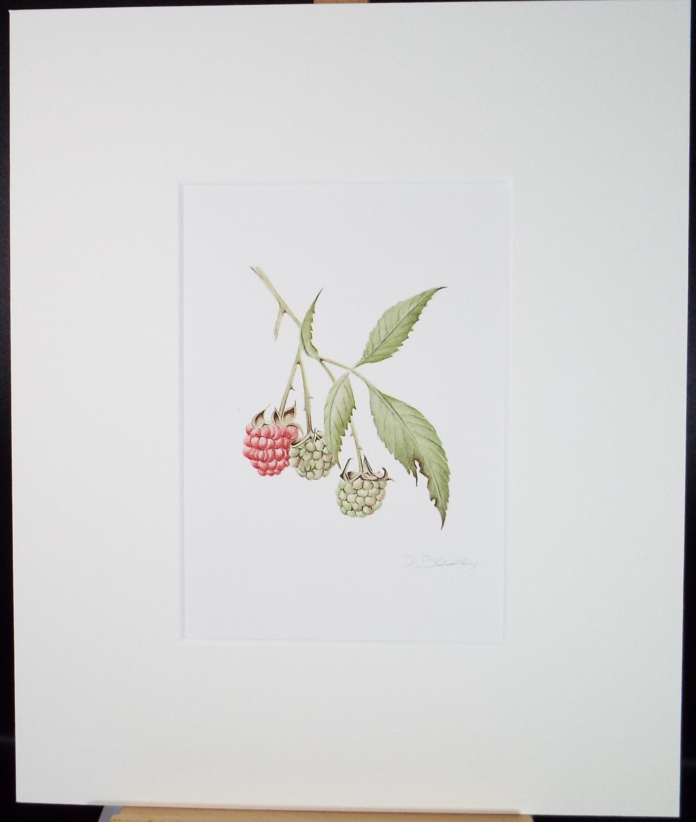 Original Watercolour, 'Raspberries', Circa 1990's, Diane Bowley (20th Century, British)