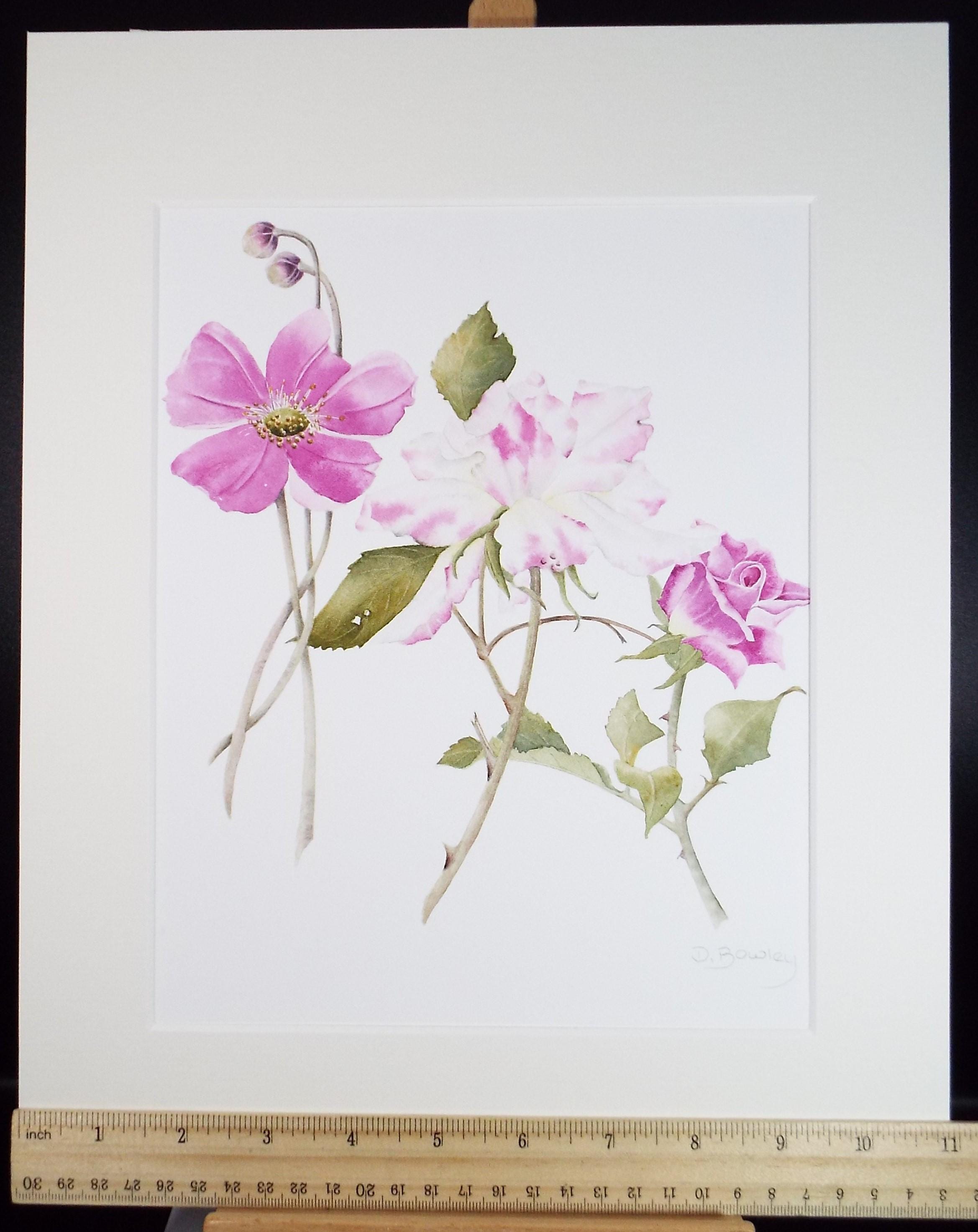 Original Watercolour, 'Pink rose Study, Circa 1990's, Diane Bowley (20th Century, British)