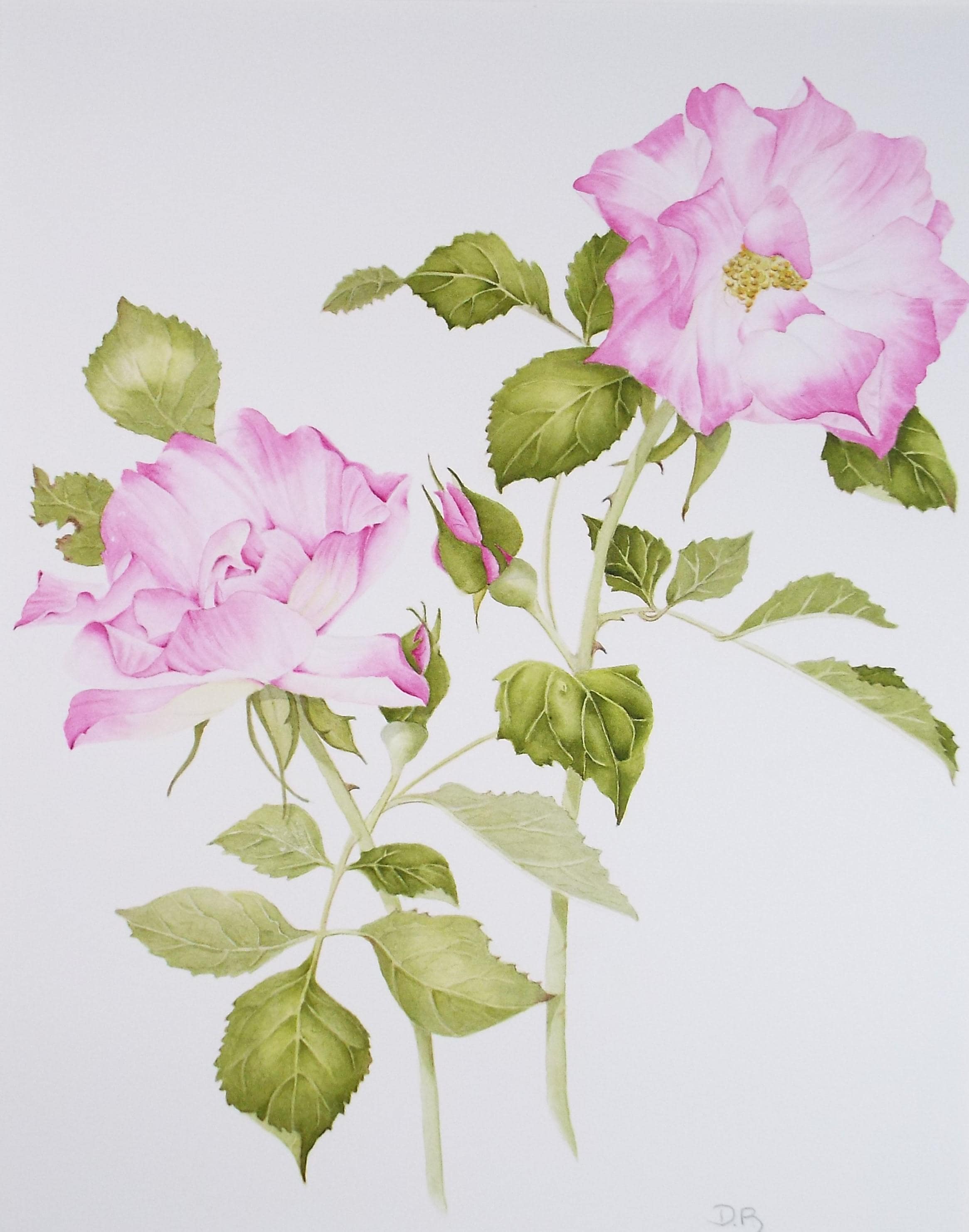 Original Watercolour, 'Pink rose Study, Circa 1990's, Diane Bowley (20th Century, British)