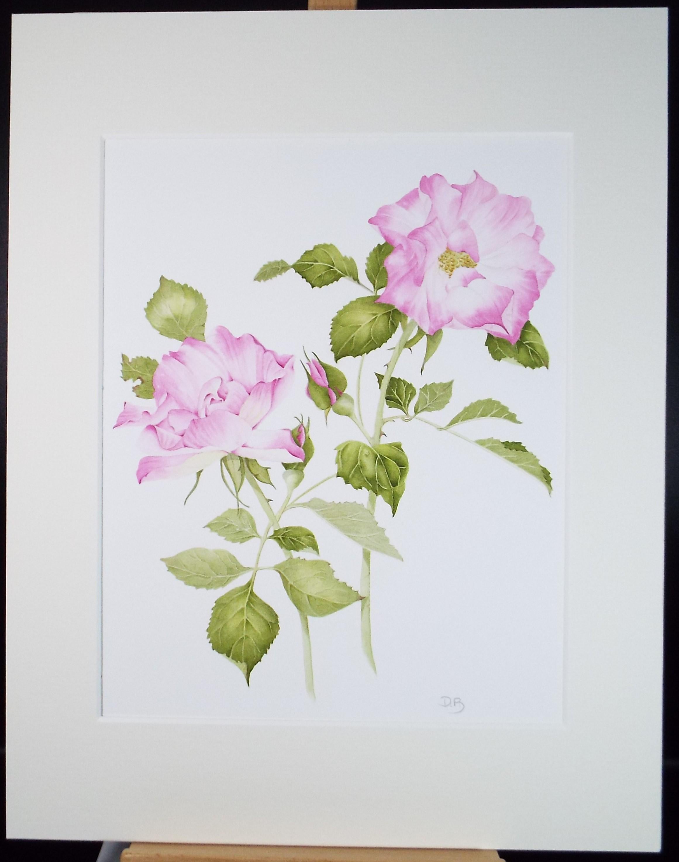 Original Watercolour, 'Pink rose Study, Circa 1990's, Diane Bowley (20th Century, British)