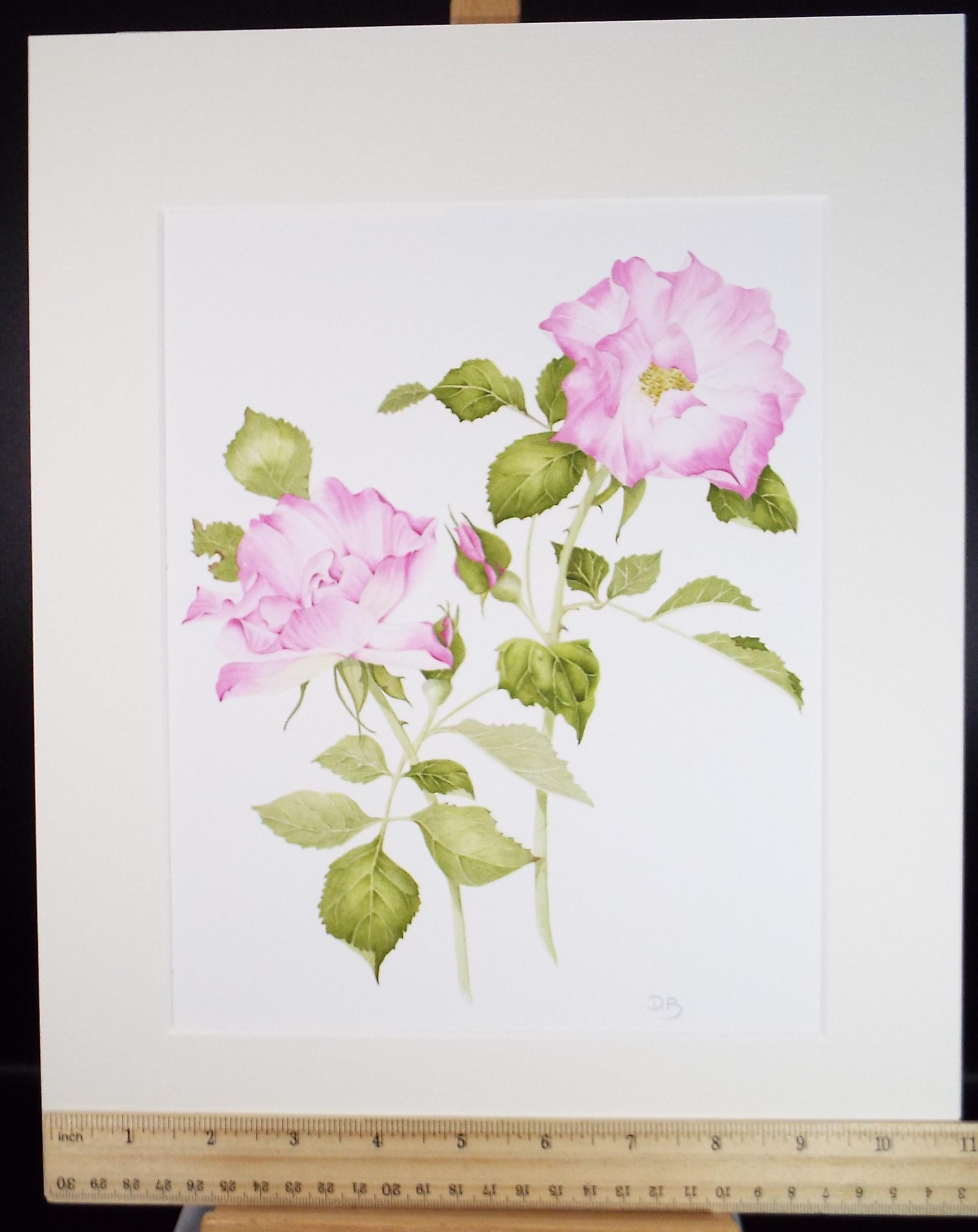Original Watercolour, 'Pink rose Study, Circa 1990's, Diane Bowley (20th Century, British)