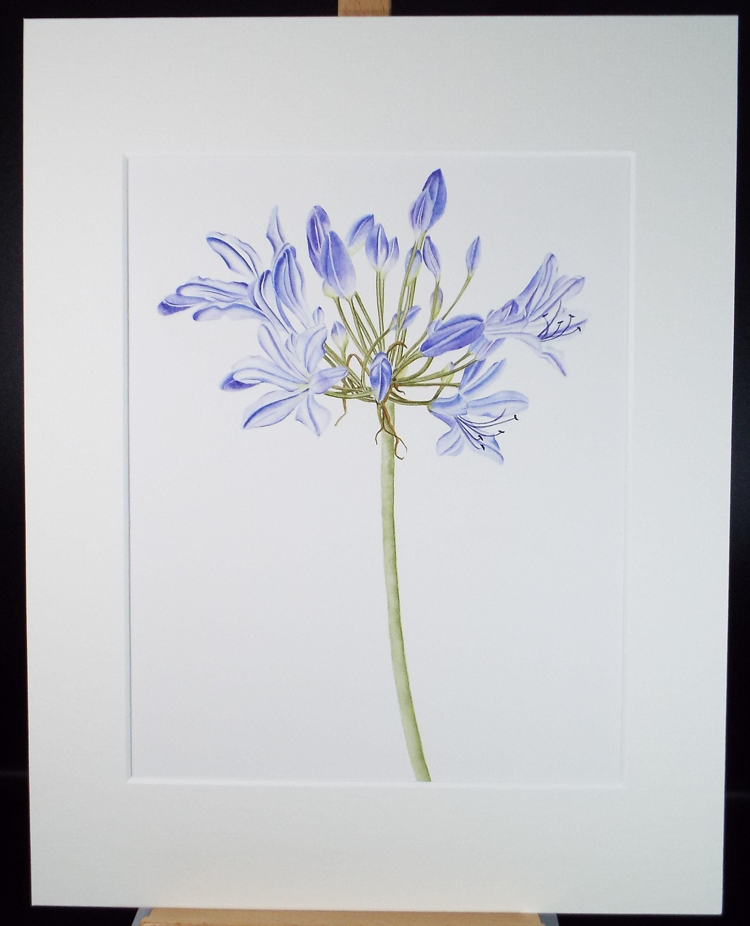 Original Watercolour, 'Agapanthus - Lily of the Nile', Circa 1990's, Diane Bowley (20th Century, British)