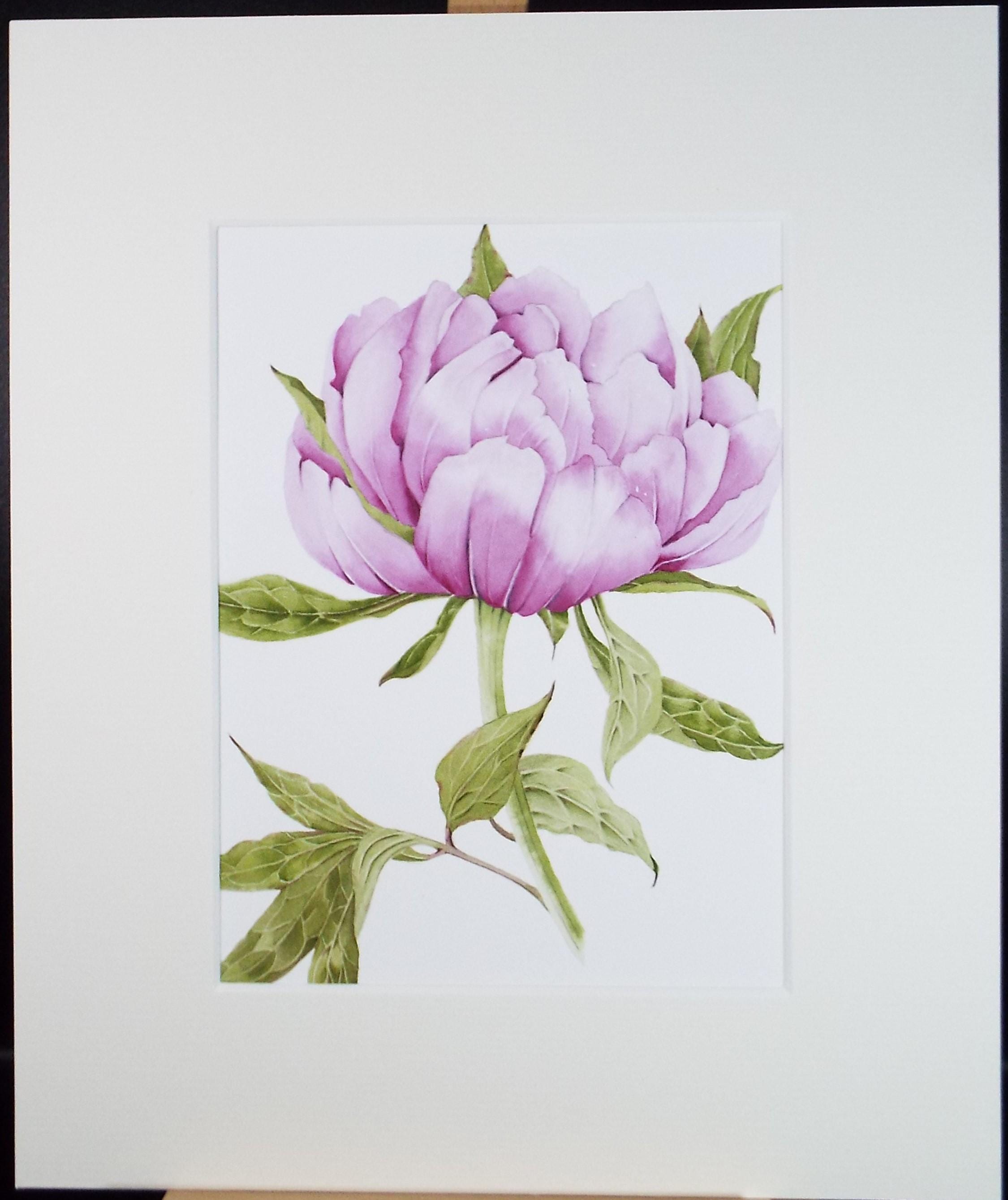 Original Watercolour, 'Peony', Circa 1990's, Diane Bowley (20th Century, British)