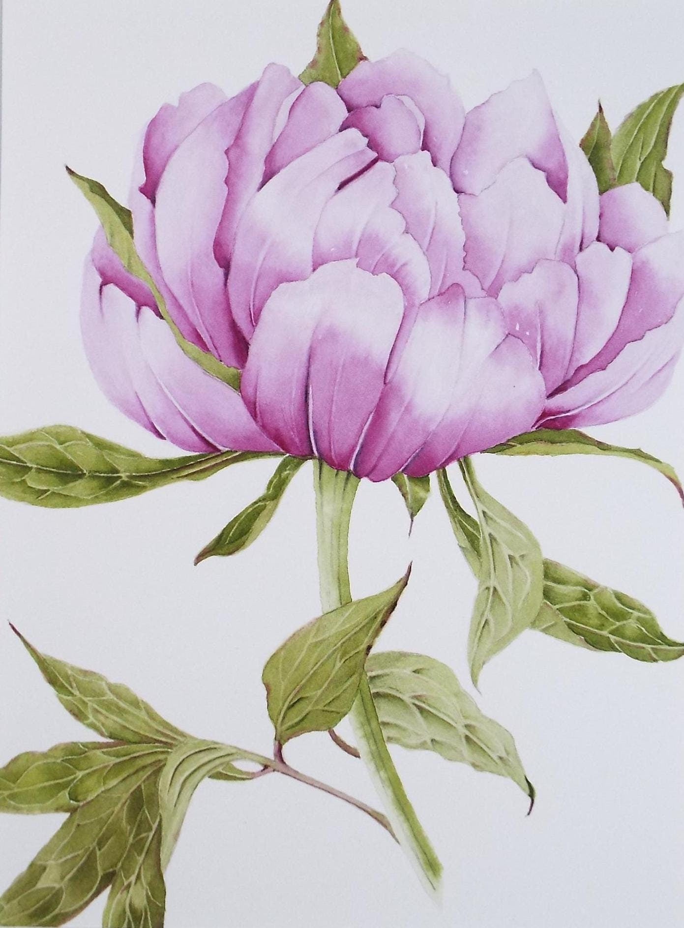Original Watercolour, 'Peony', Circa 1990's, Diane Bowley (20th Century, British)
