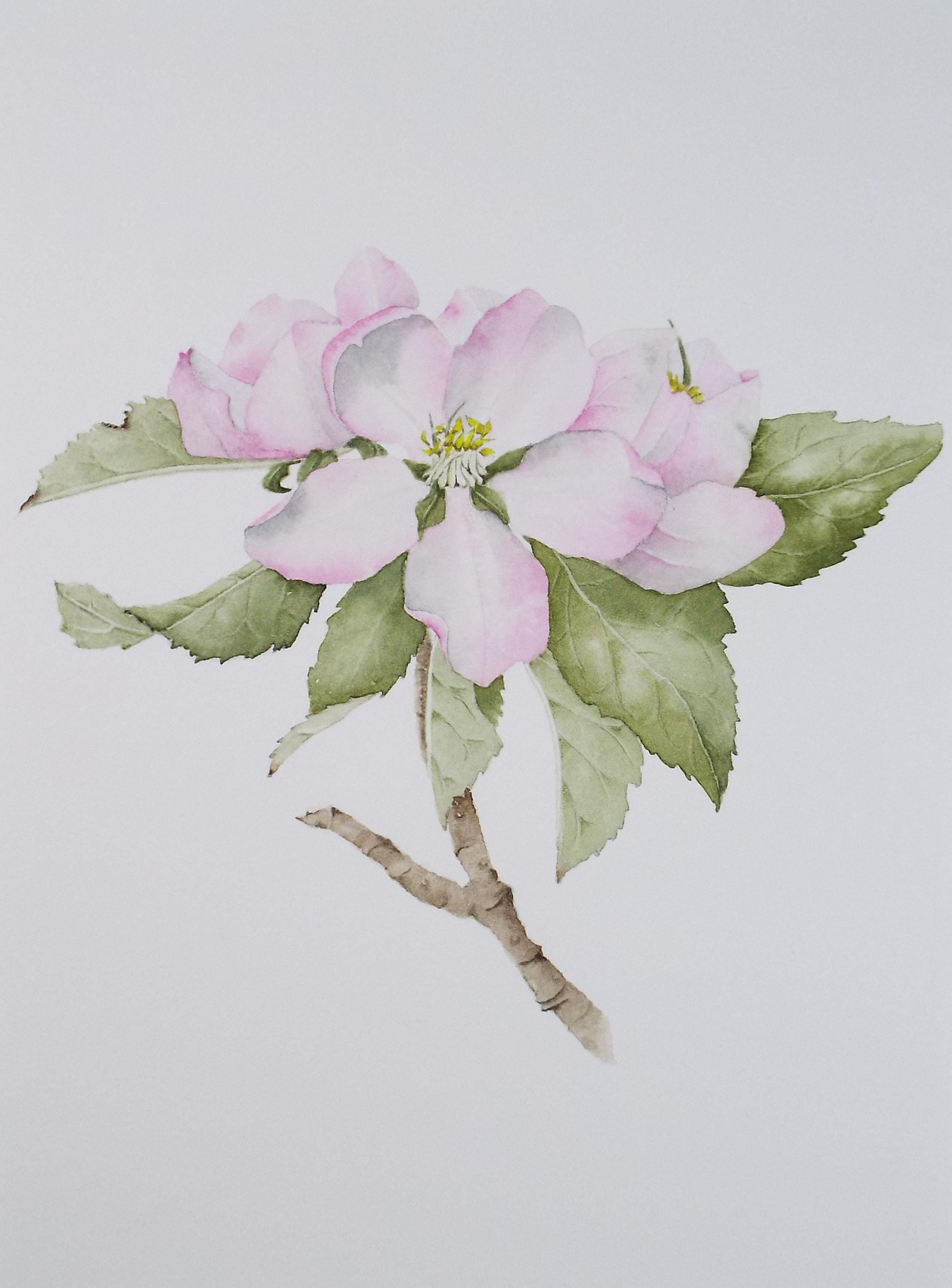 Original Watercolour, 'Apple Blossom', Circa 1990's, Diane Bowley (20th Century, British)