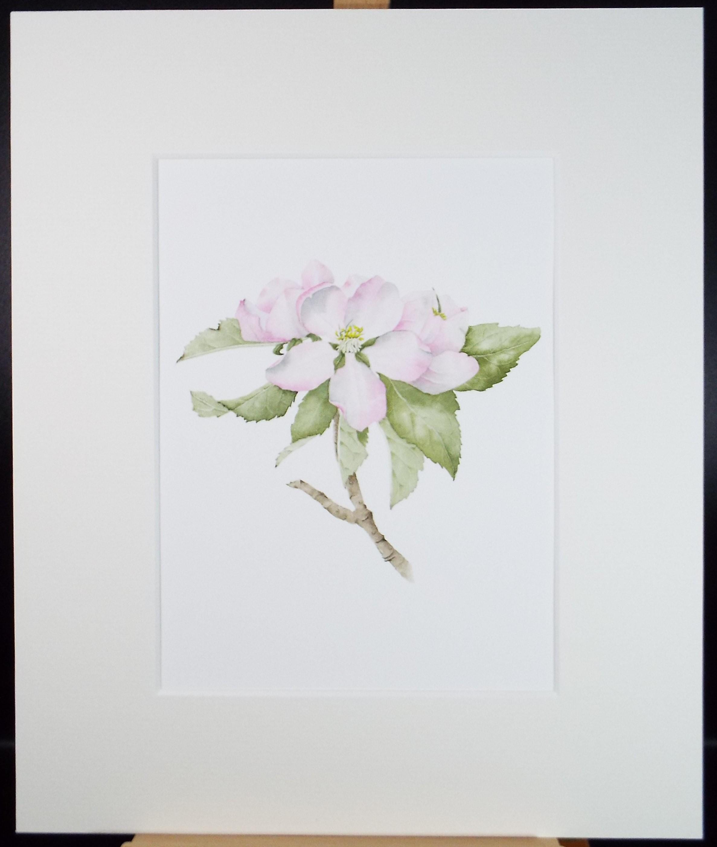 Original Watercolour, 'Apple Blossom', Circa 1990's, Diane Bowley (20th Century, British)