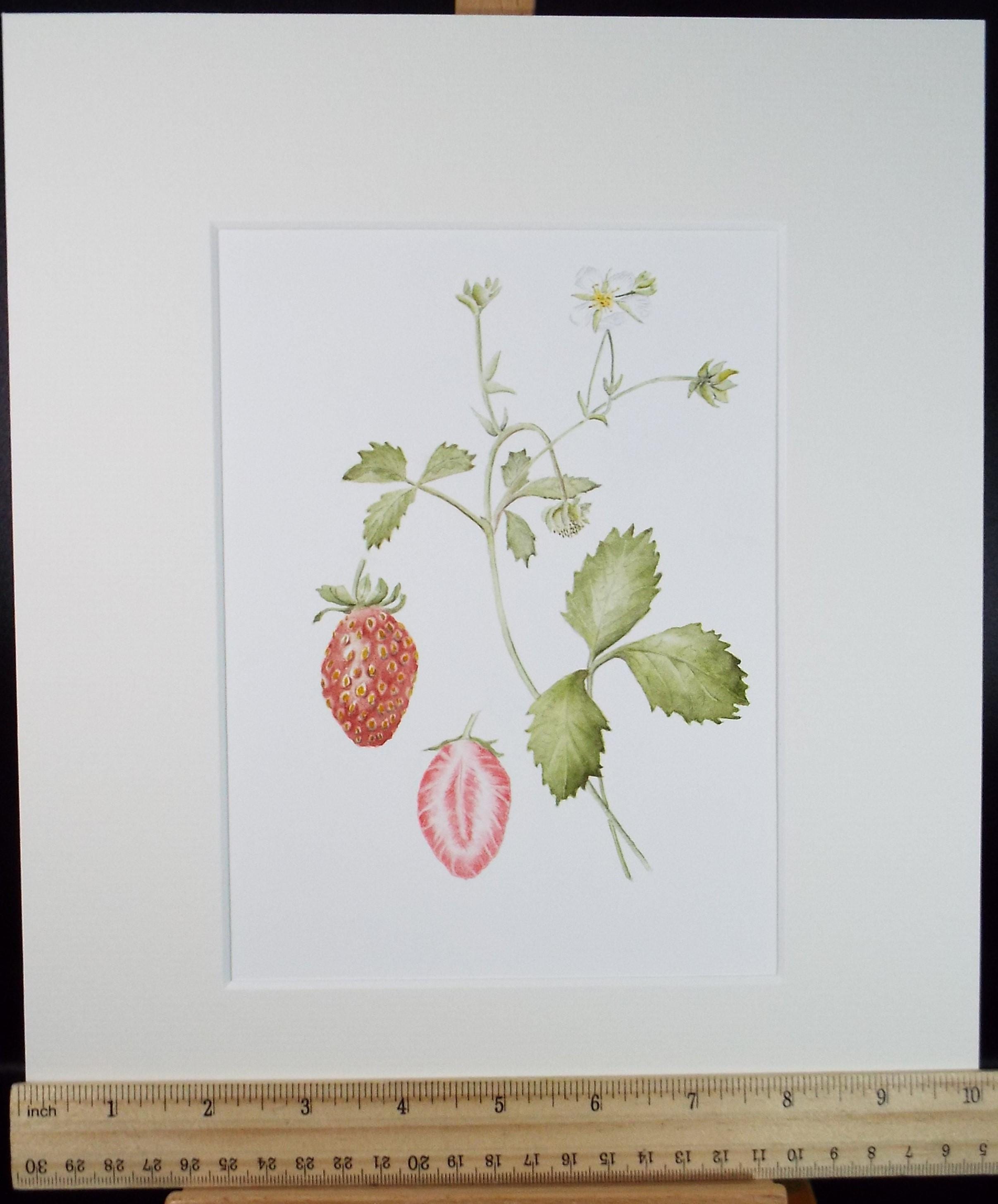 Original Watercolour, 'Strawberries', Circa 1990's, Diane Bowley (20th Century, British)