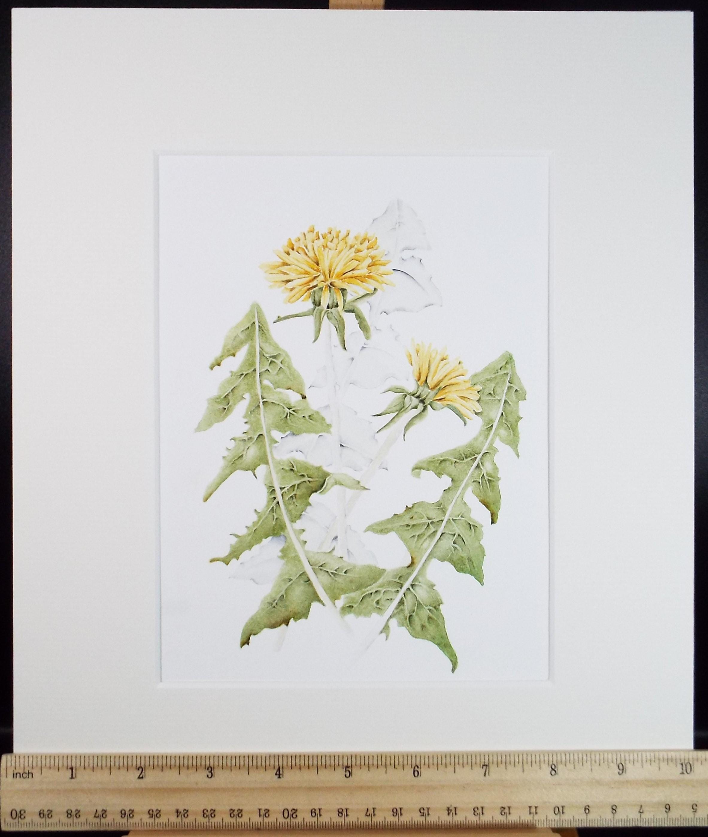 Original Watercolour, 'Dandylion', Circa 1990's, Diane Bowley (20th Century, British)