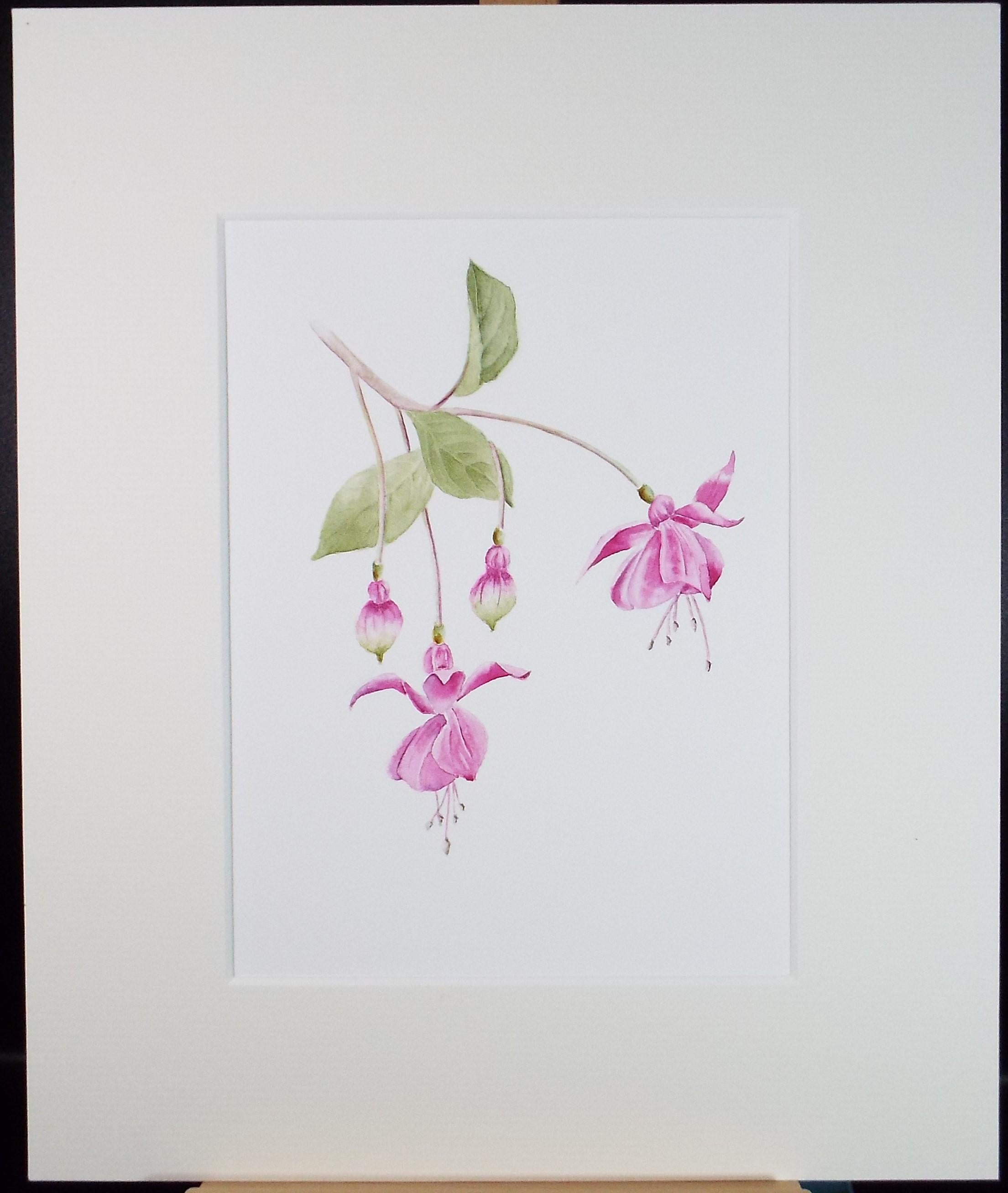 Original Watercolour, 'Fushsia', Circa 1990's, Diane Bowley (20th Century, British)