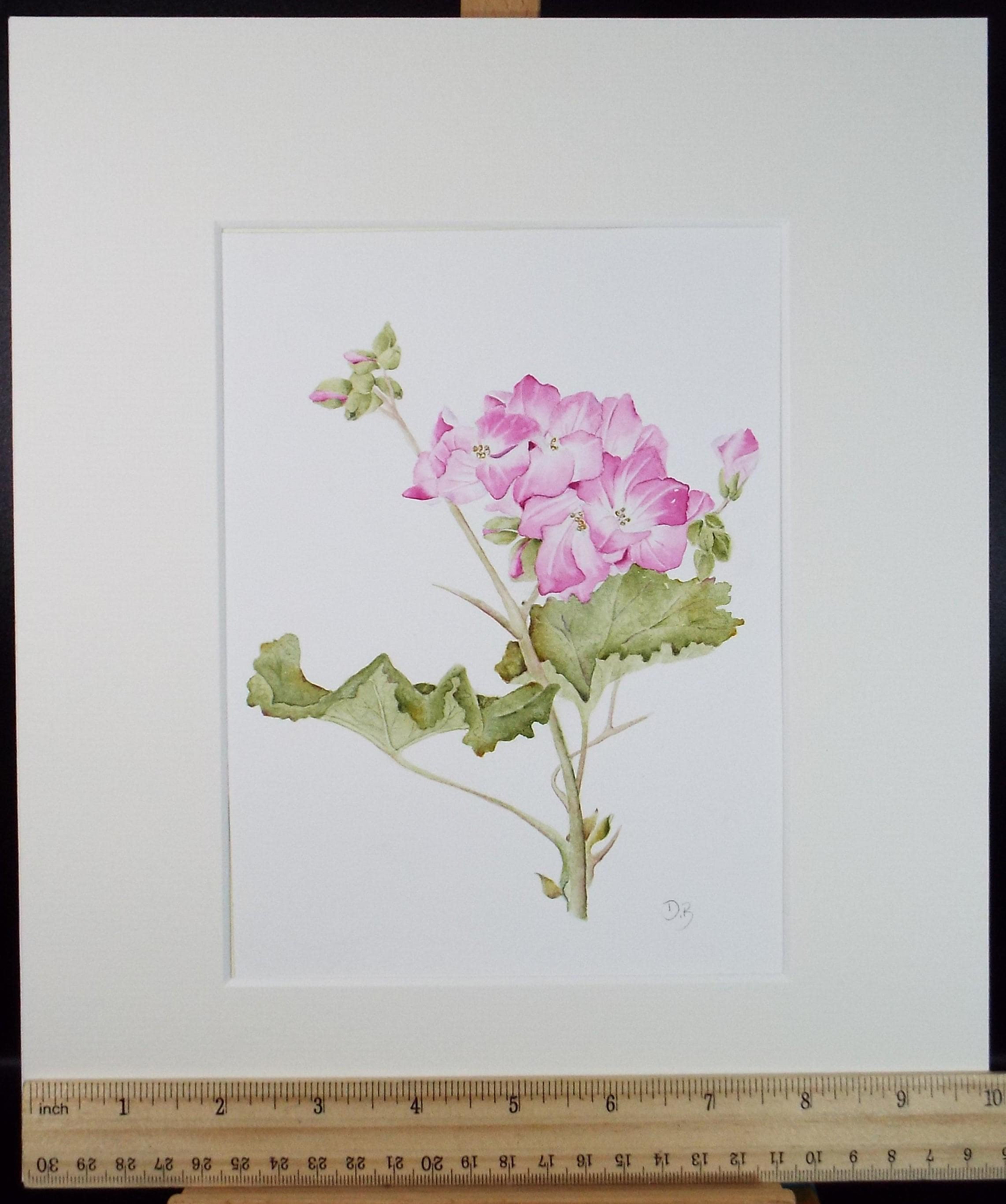 Original Watercolour, 'Pelargonium', Circa 1990's, Diane Bowley (20th Century, British)