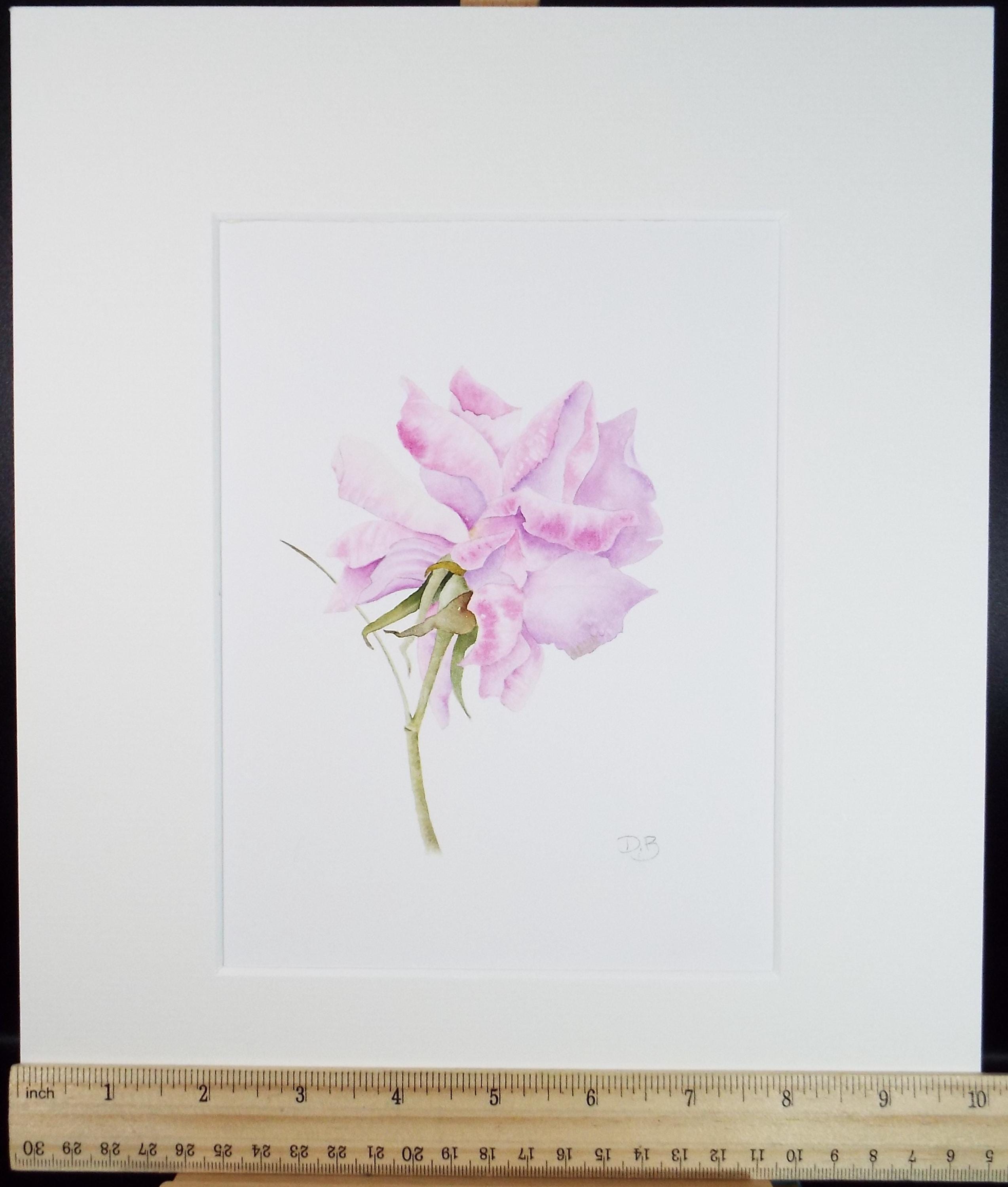 Original Watercolour, 'Rose', Circa 1990's, Diane Bowley (20th Century, British)