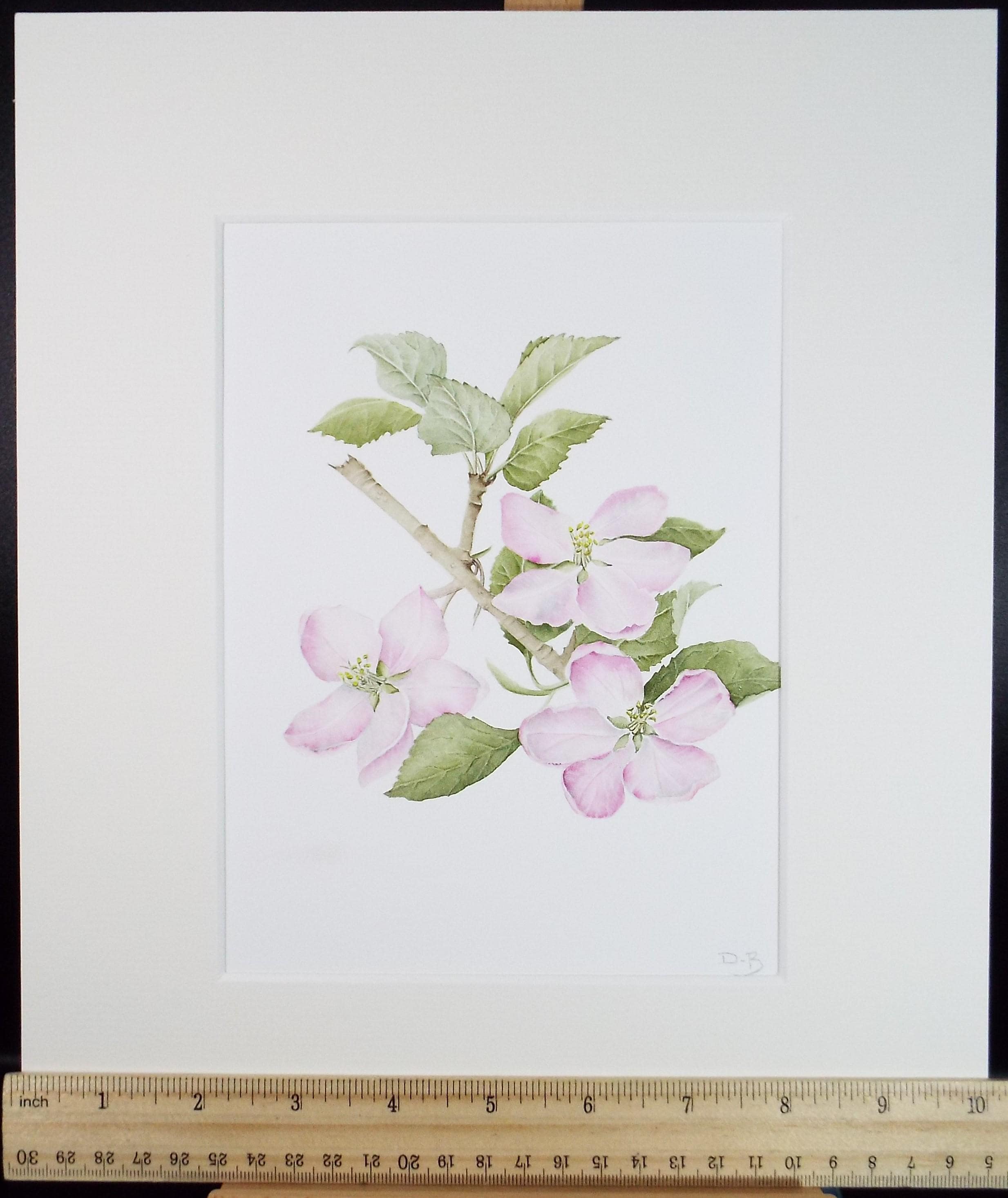 Original Watercolour, 'Apple Blossom', Circa 1990's, Diane Bowley (20th Century, British)
