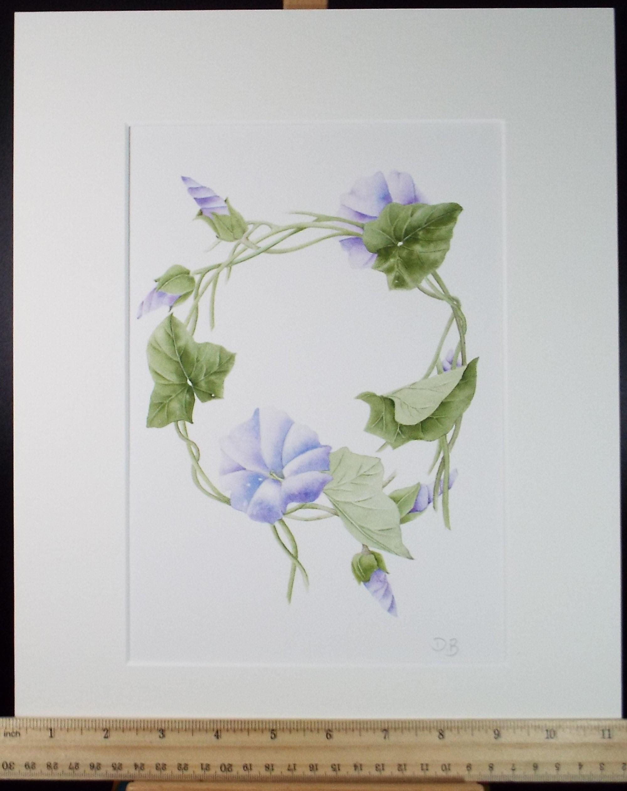 Original Watercolour, 'Morning Glory', Circa 1990's, Diane Bowley (20th Century, British)