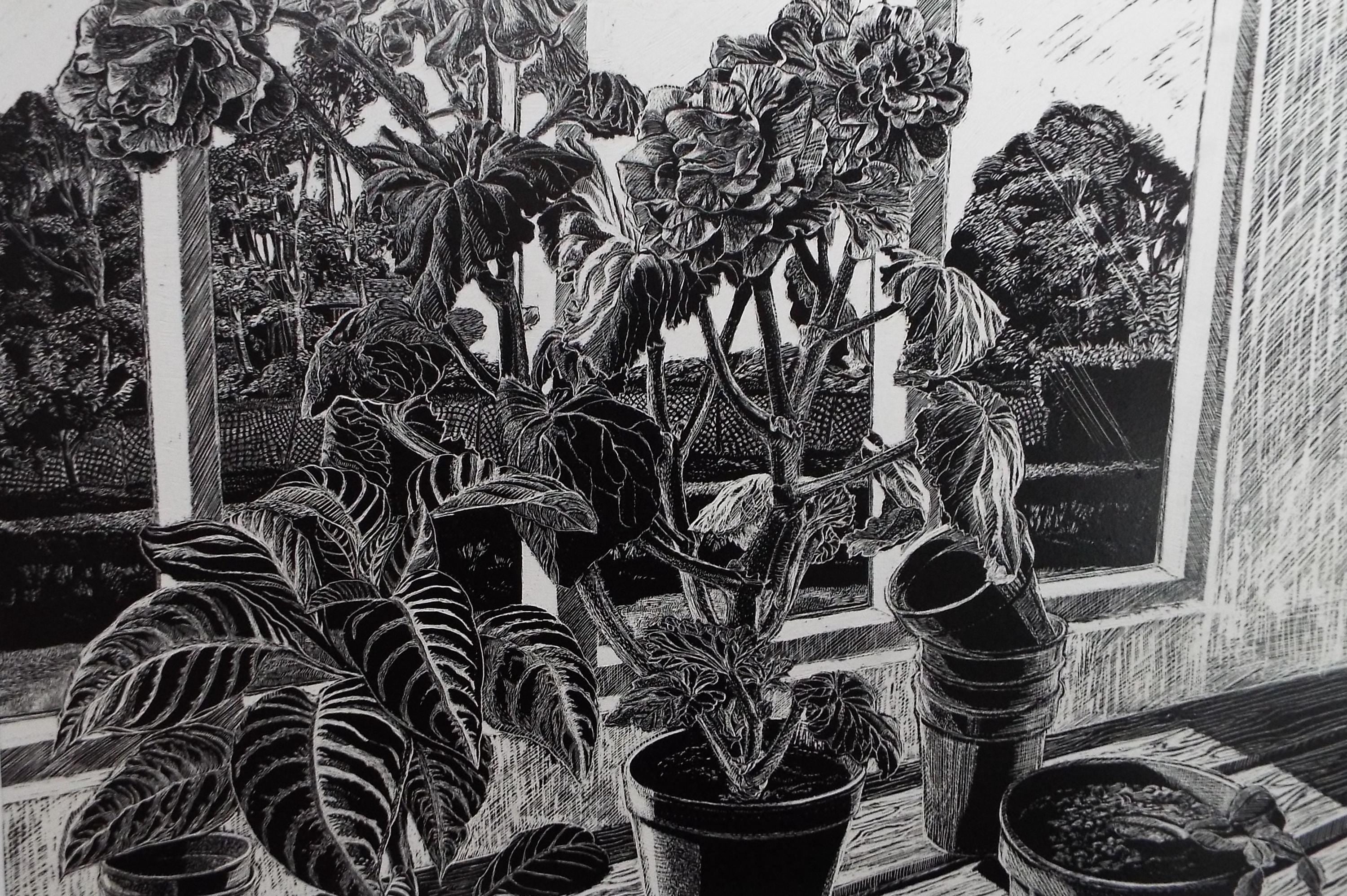 Original Scraperboard drawing, 'Pelargoniums on the Window Cill', Lorraine Abraham RSMA (1941-2023), Circa 1990's