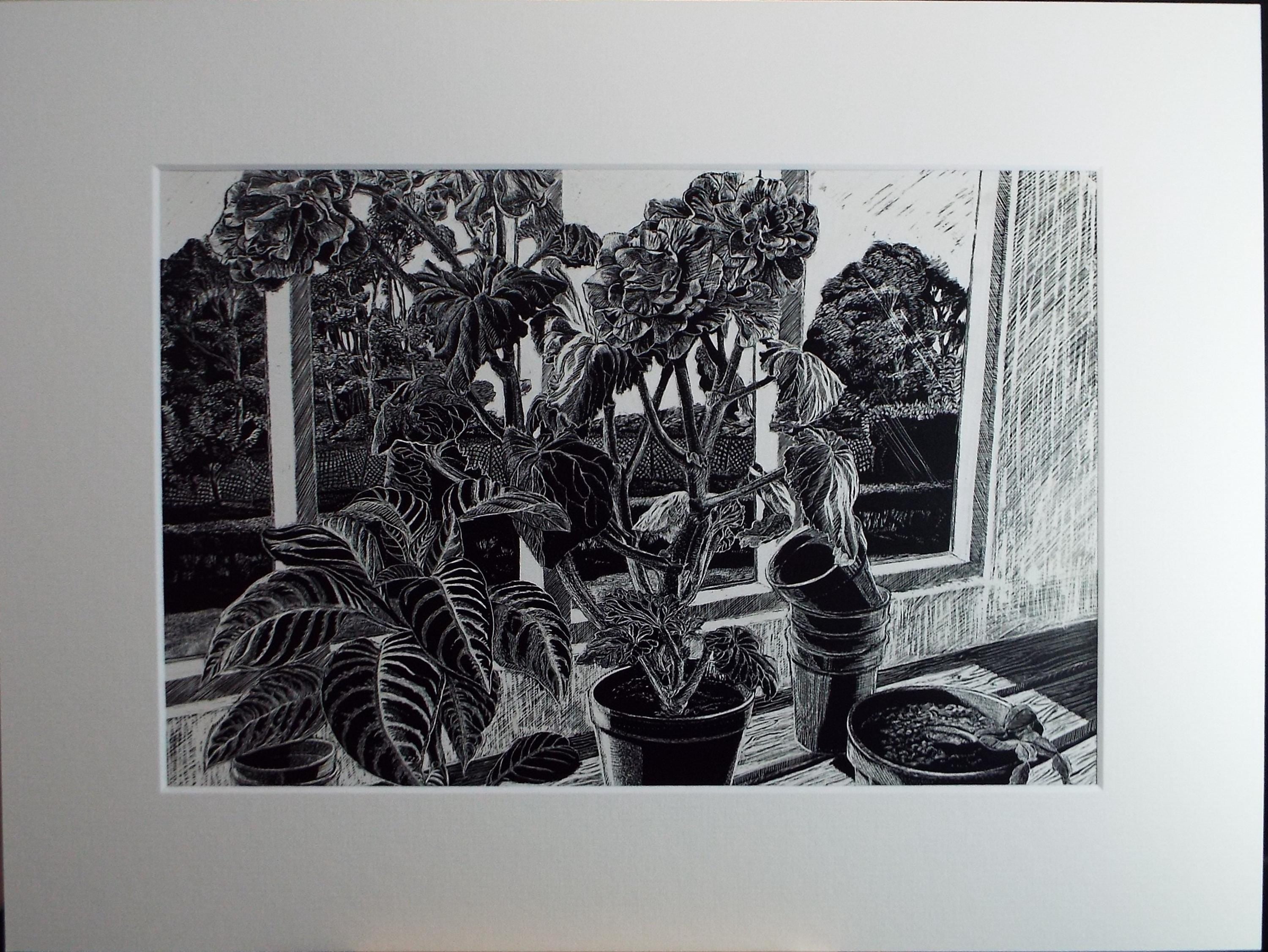 Original Scraperboard drawing, 'Pelargoniums on the Window Cill', Lorraine Abraham RSMA (1941-2023), Circa 1990's
