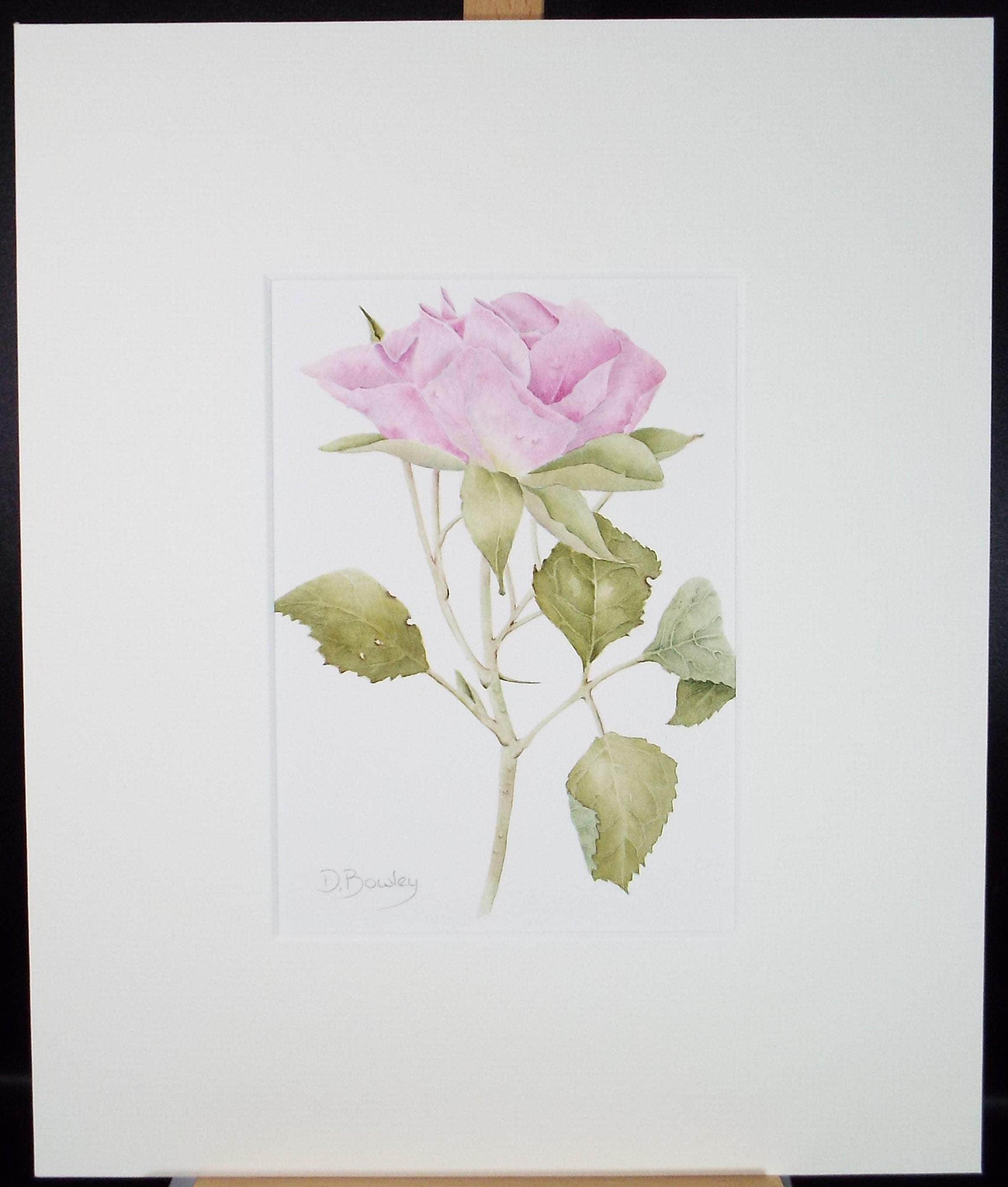 Original Watercolour, 'Pink Rose', Circa 1990's, Diane Bowley (20th Century, British)