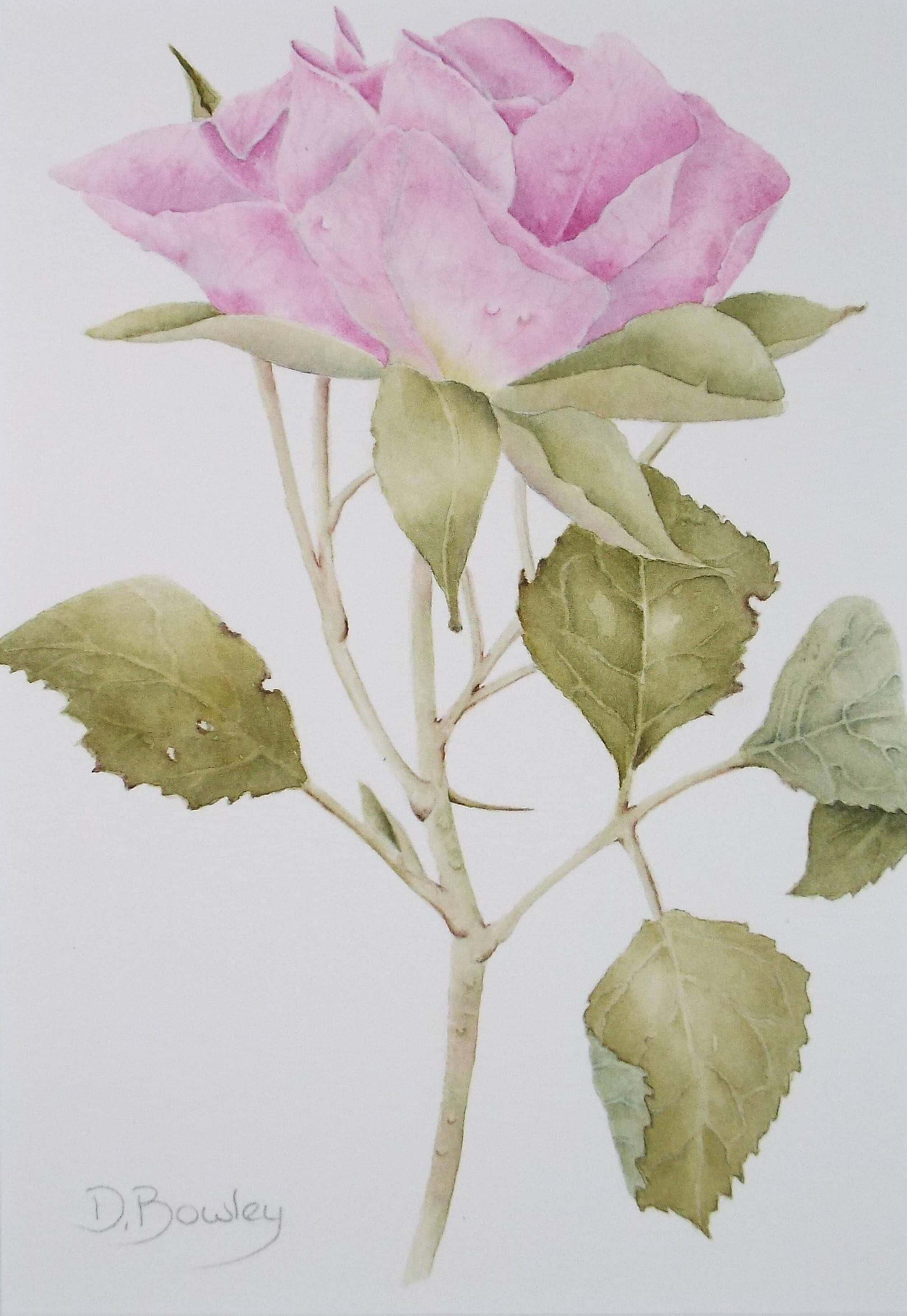 Original Watercolour, 'Pink Rose', Circa 1990's, Diane Bowley (20th Century, British)