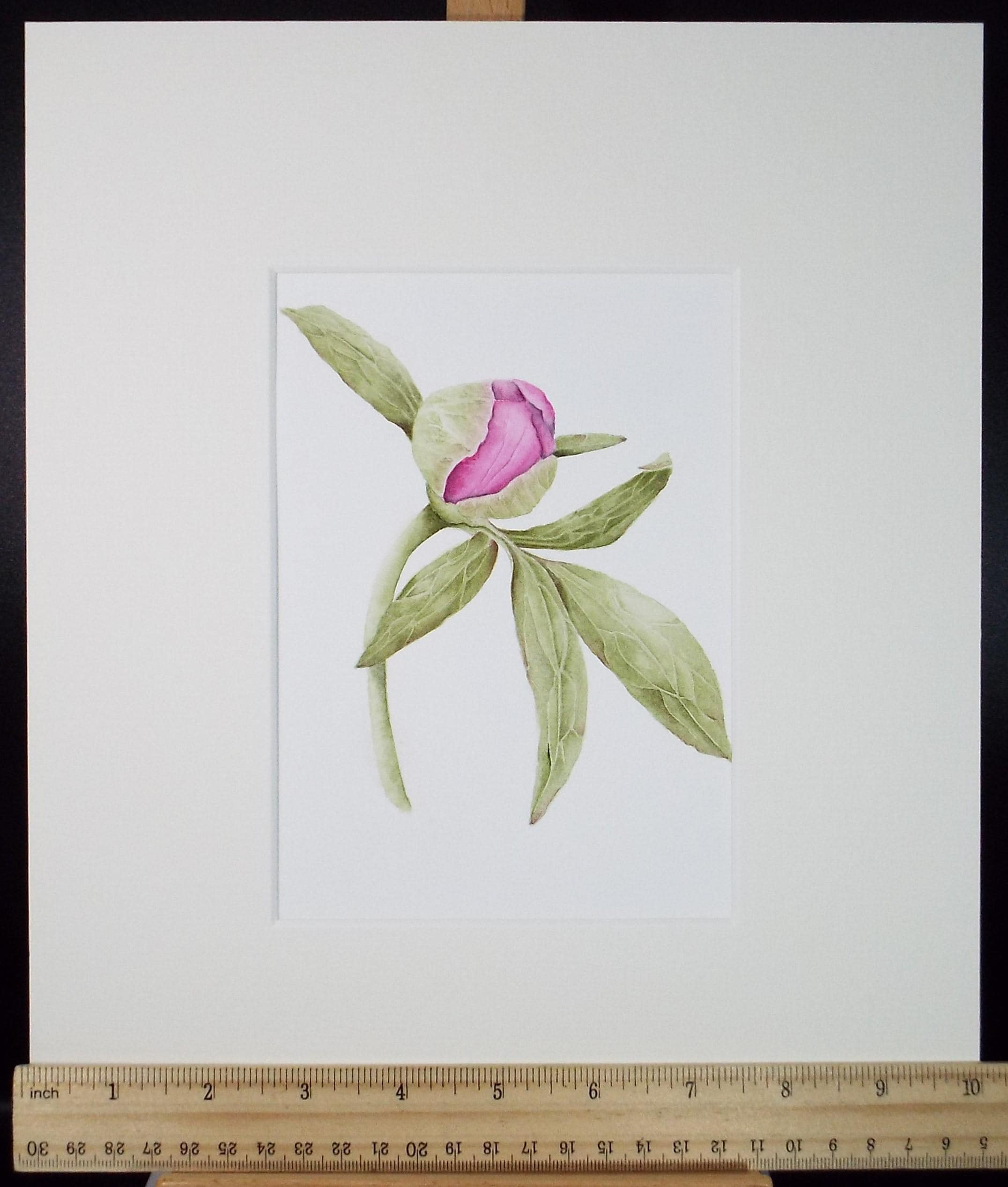 Original Watercolour, 'Peony Bud', Circa 1990's, Diane Bowley (20th Century, British)