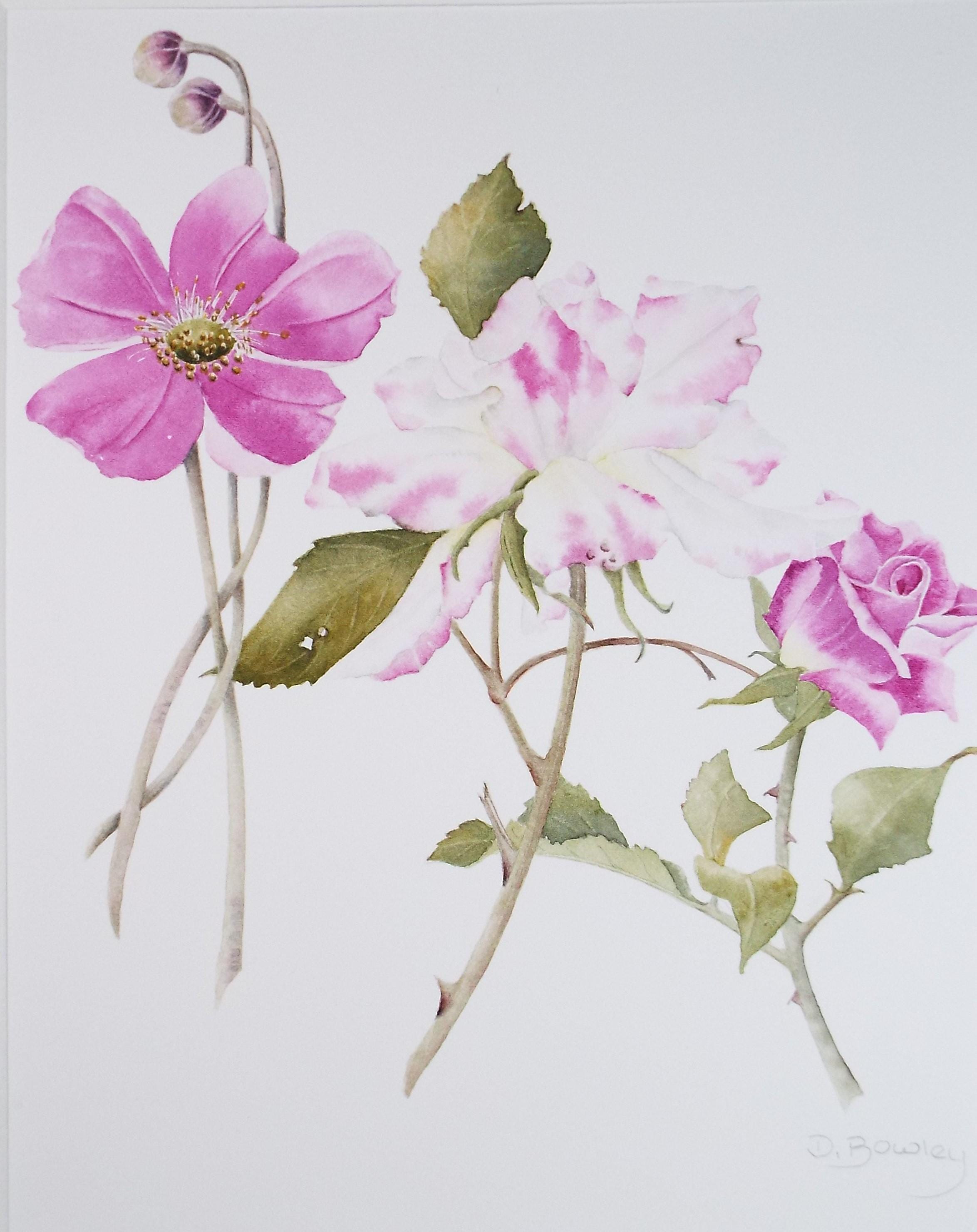 Original Watercolour, 'Pink rose Study, Circa 1990's, Diane Bowley (20th Century, British)